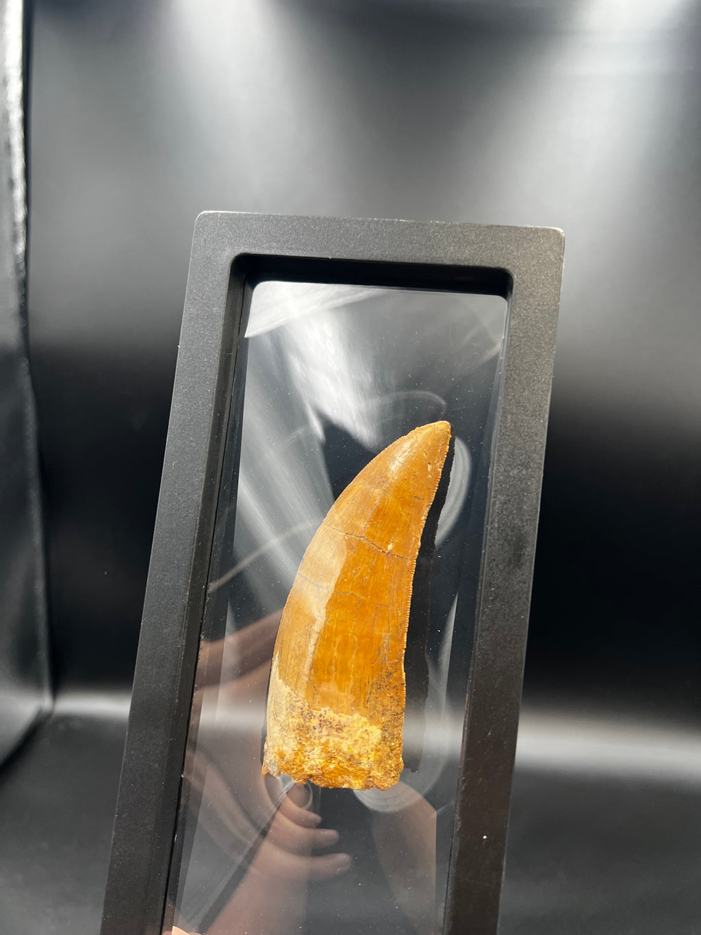 9CM - Carcharodontosaurus Tooth Fossil | Rare Dinosaur Predator Relic