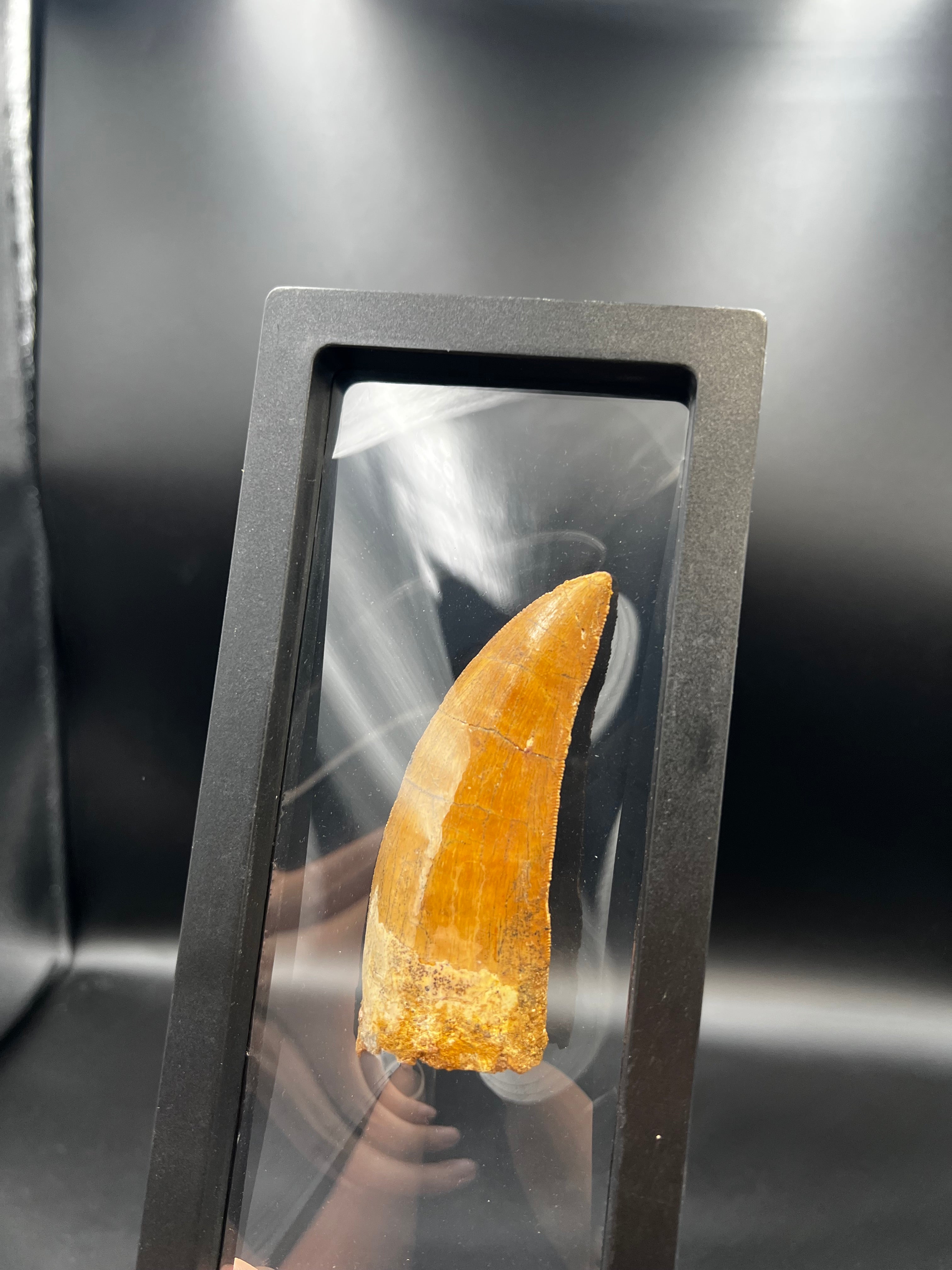 9CM - Carcharodontosaurus Tooth Fossil | Rare Dinosaur Predator Relic