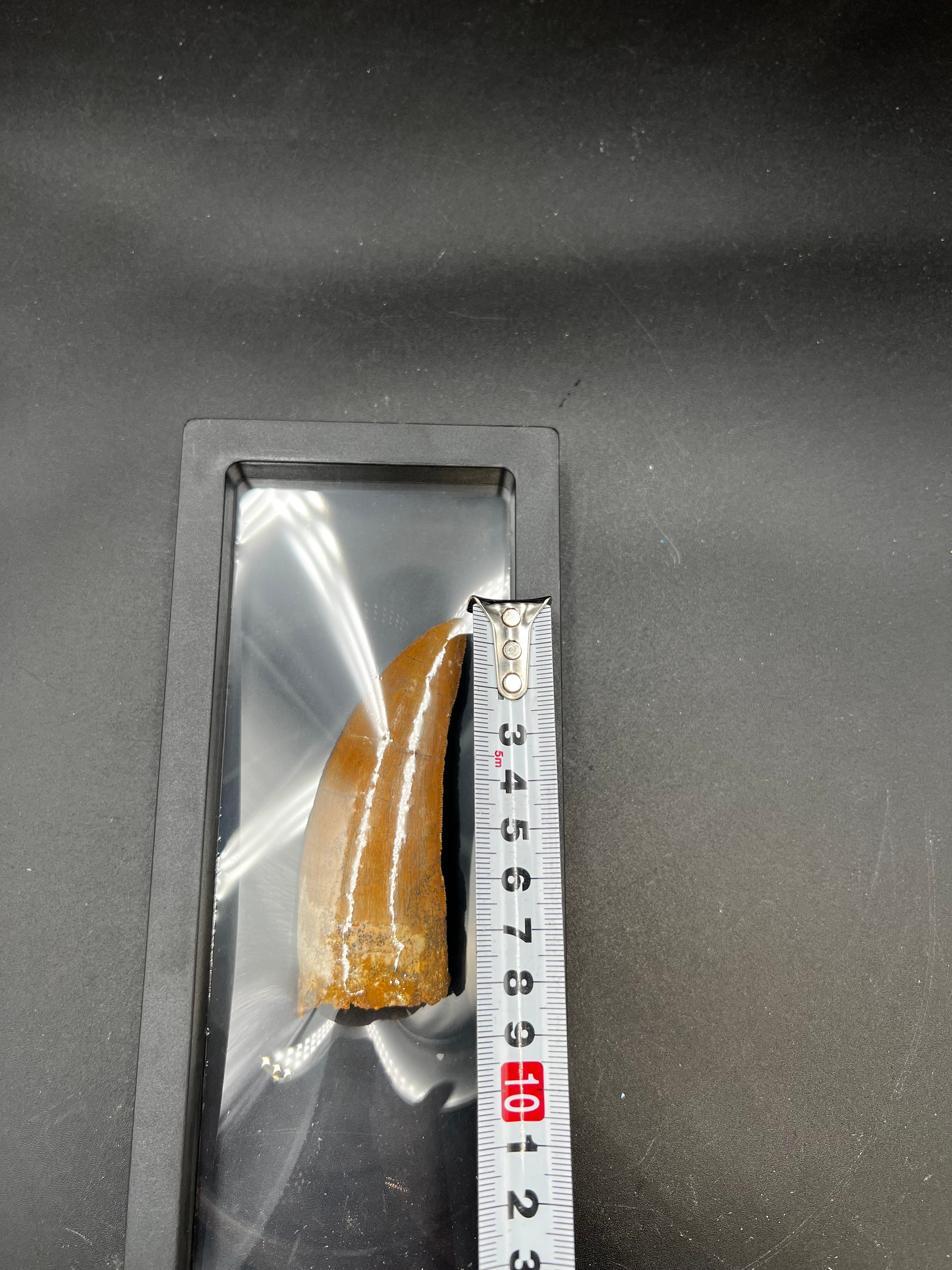 9CM - Carcharodontosaurus Tooth Fossil | Rare Dinosaur Predator Relic