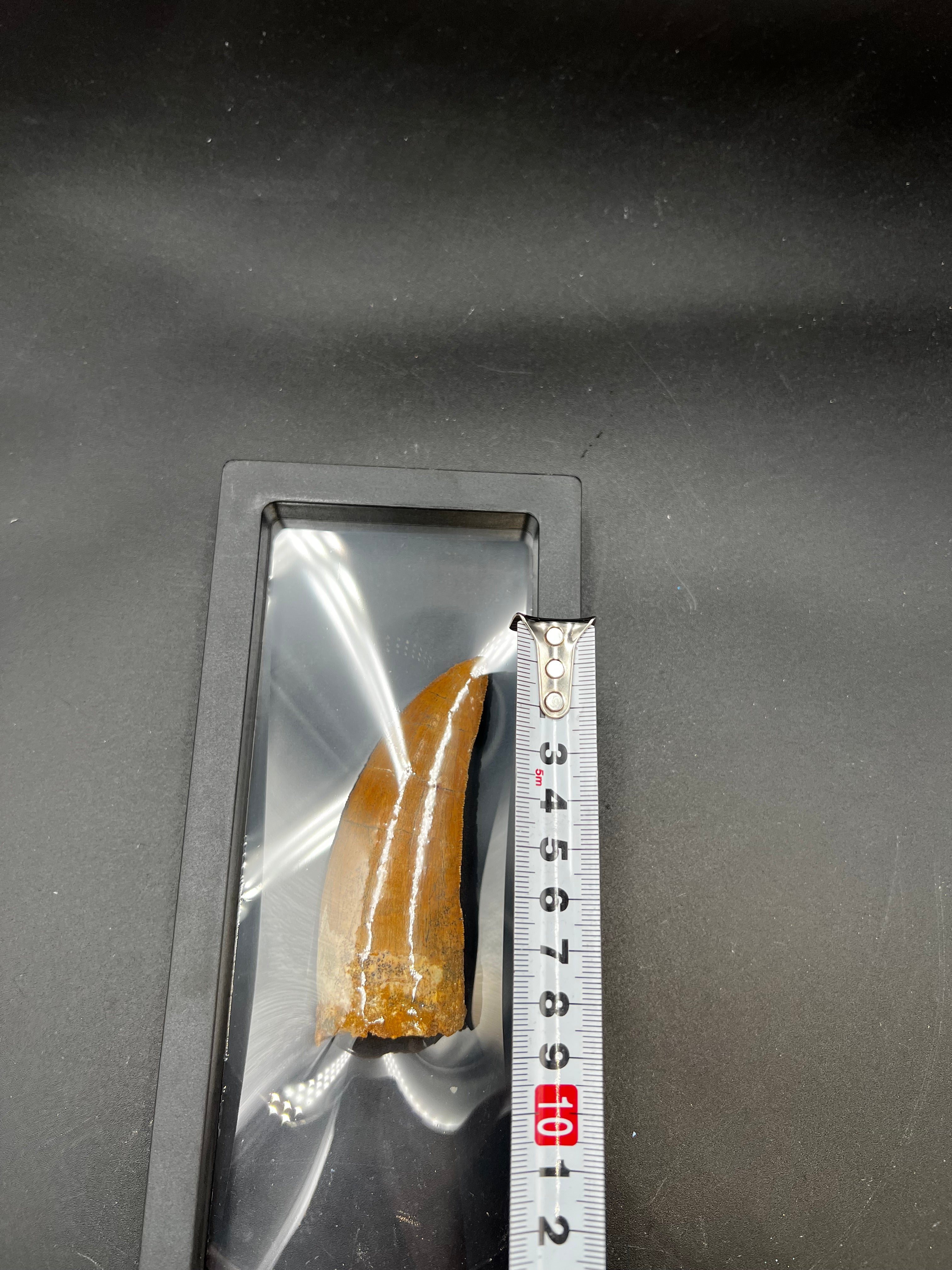 9CM - Carcharodontosaurus Tooth Fossil | Rare Dinosaur Predator Relic