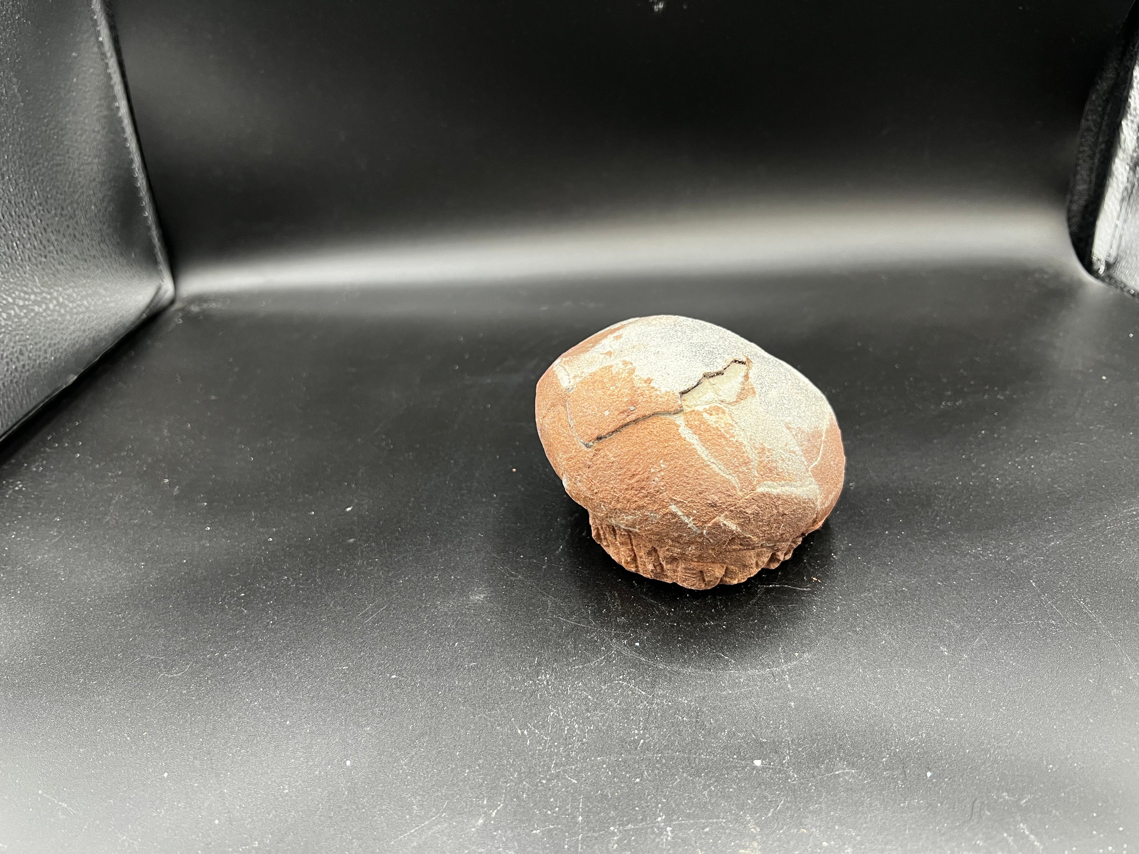 Hadrosaur / Oviraptor Egg Fossil (Single) – Late Cretaceous Dinosaur Relic