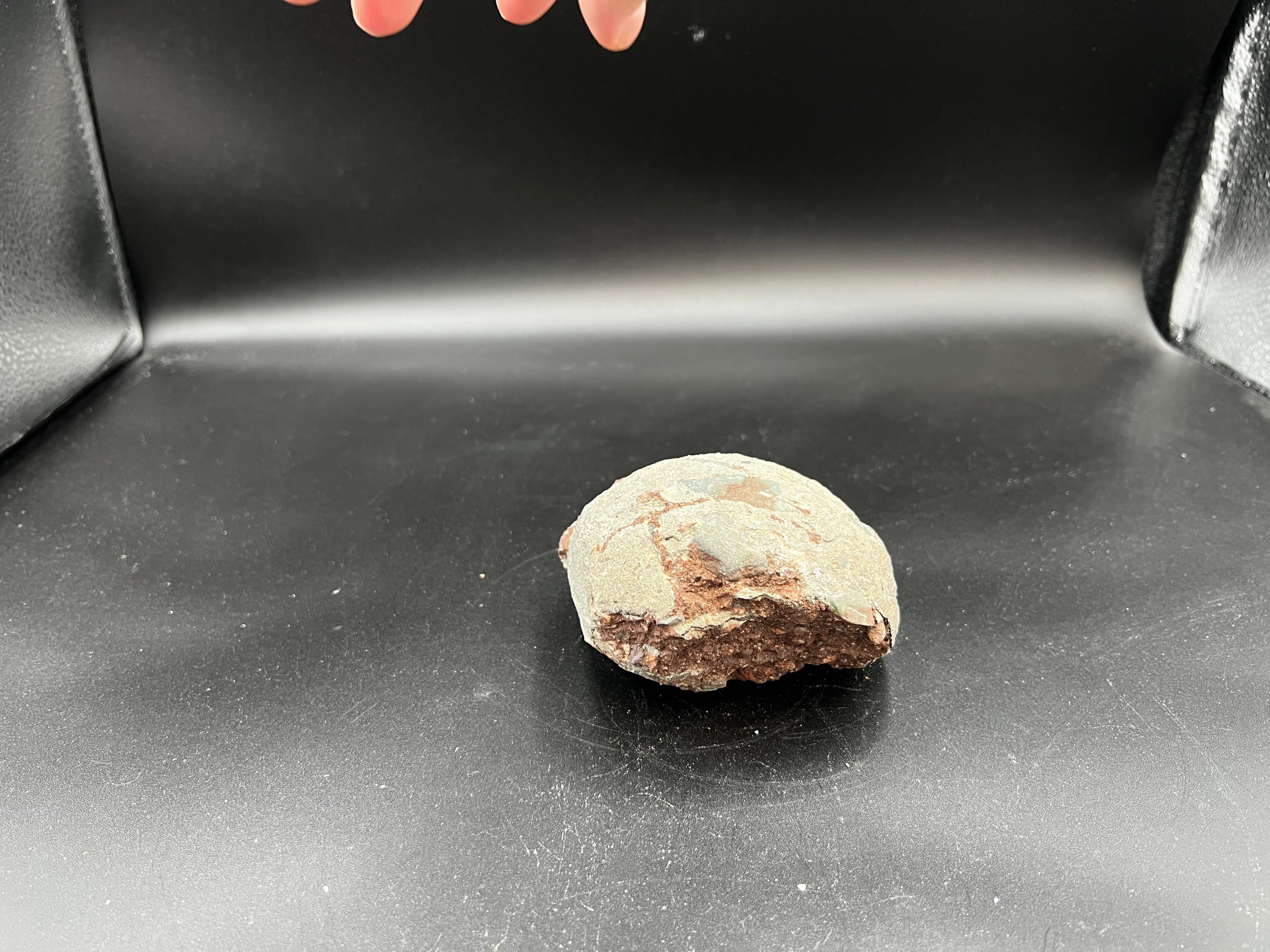 Hadrosaur / Oviraptor Egg Fossil (Single) – Late Cretaceous Dinosaur Relic