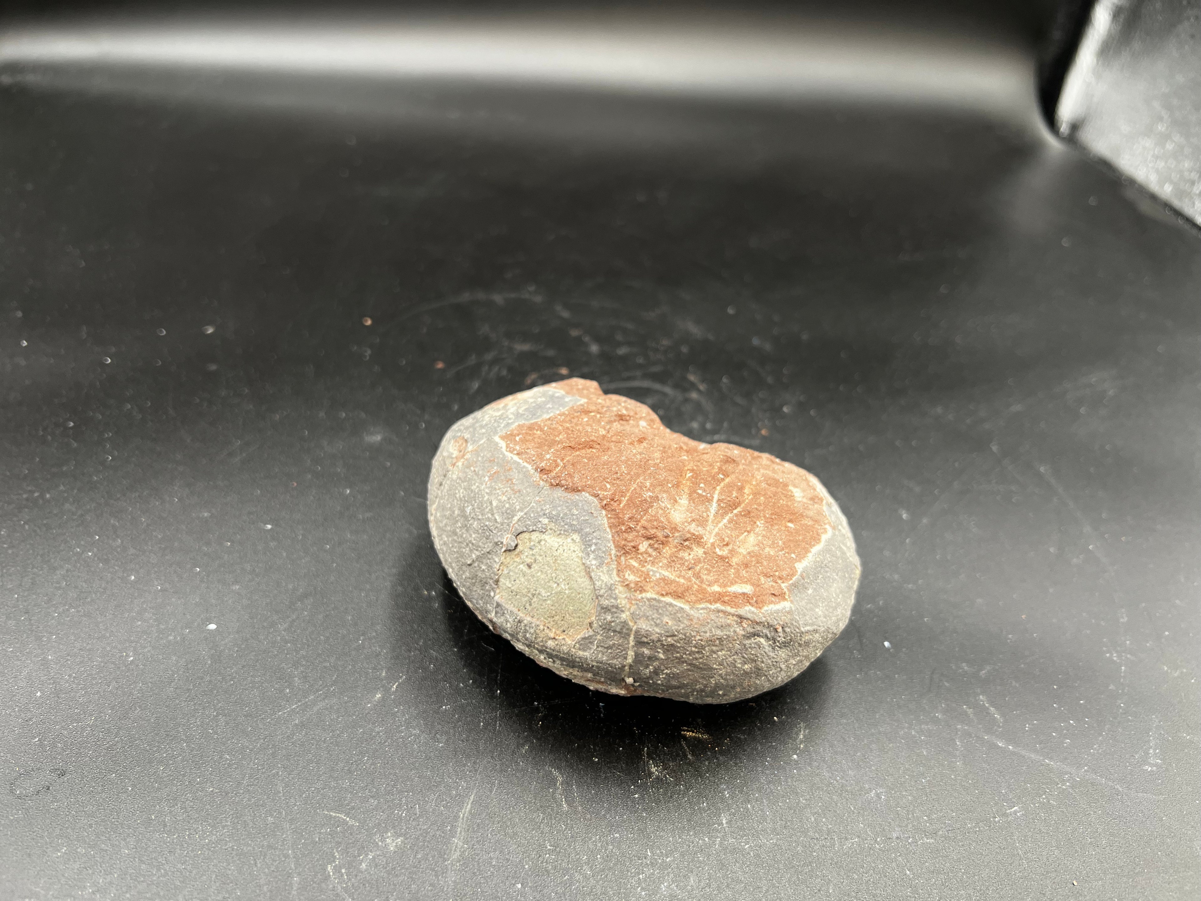 Hadrosaur / Oviraptor Egg Fossil (Single) – Late Cretaceous Dinosaur Relic