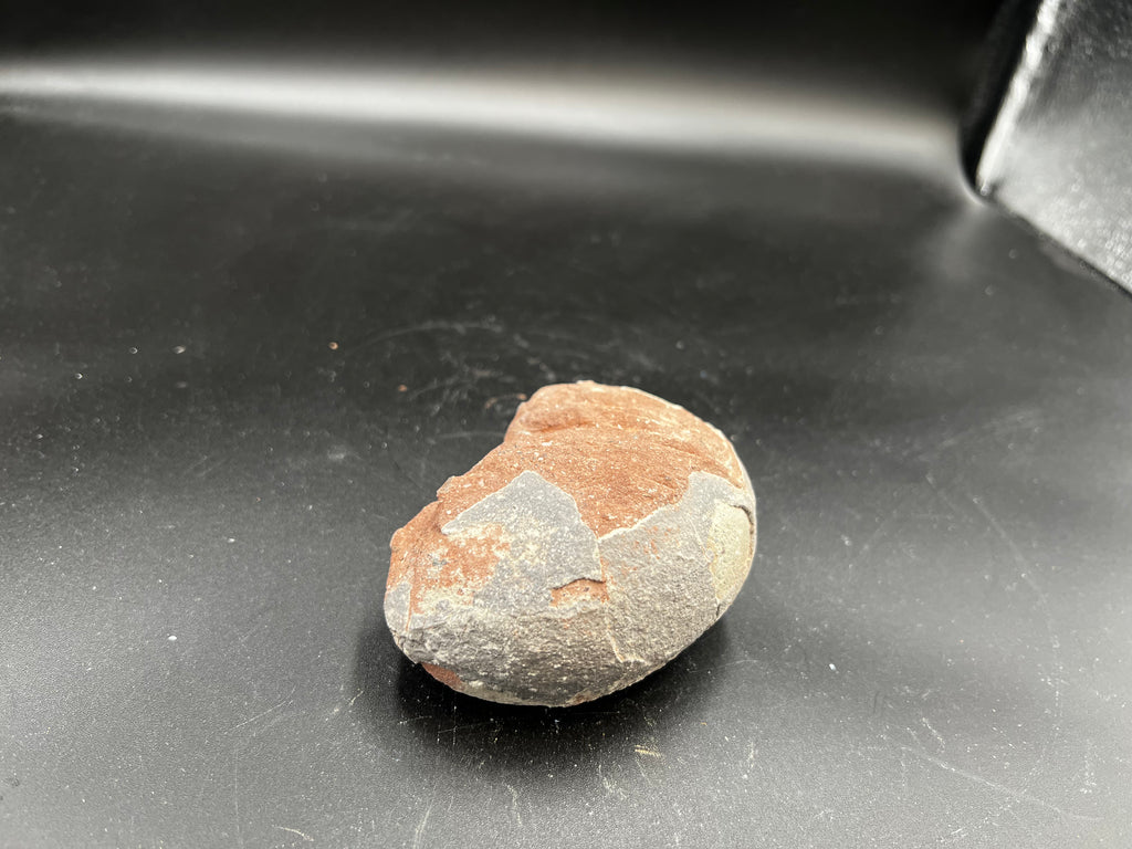 Hadrosaur / Oviraptor Egg Fossil (Single) – Late Cretaceous Dinosaur Relic