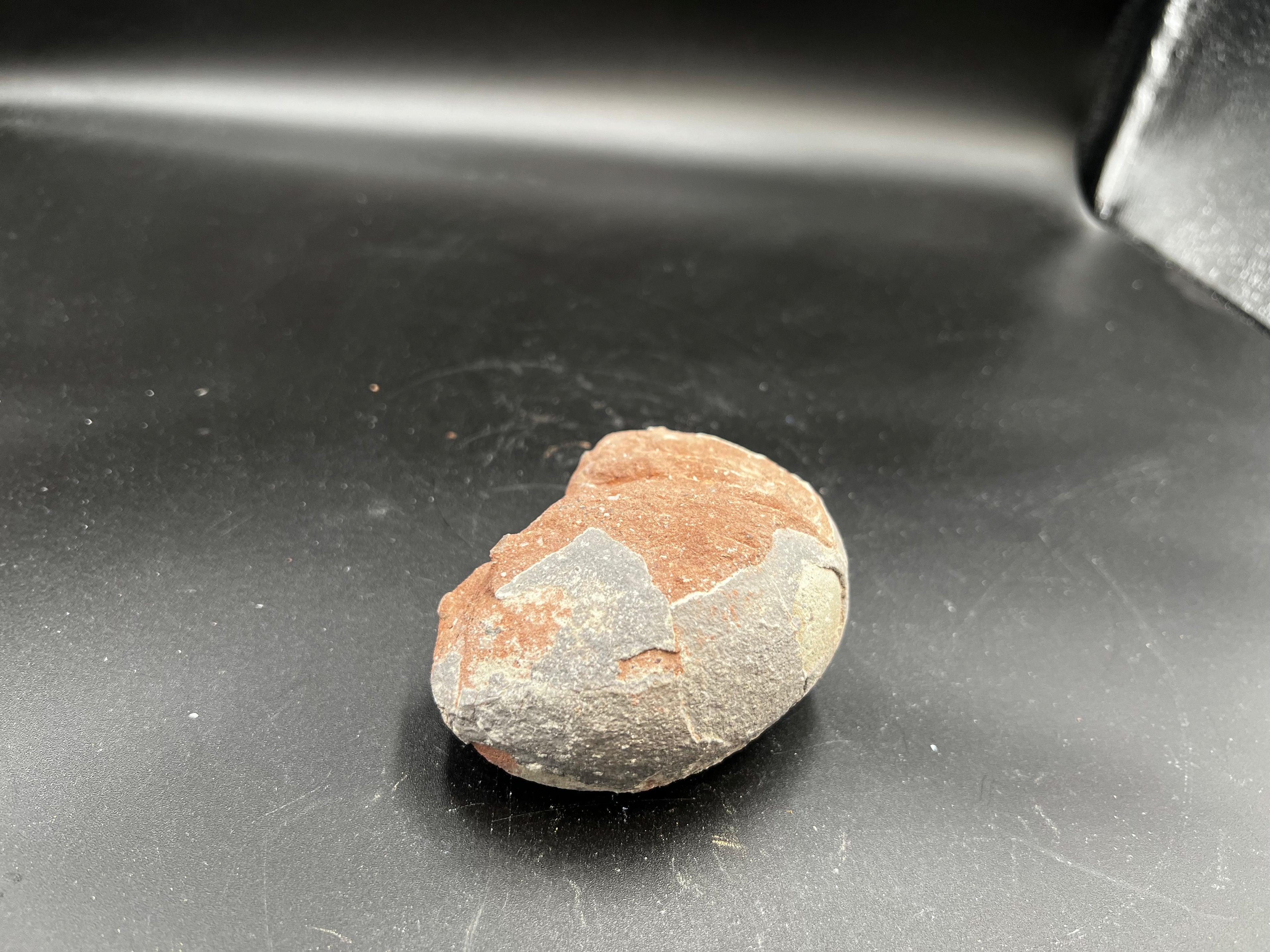 Hadrosaur / Oviraptor Egg Fossil (Single) – Late Cretaceous Dinosaur Relic