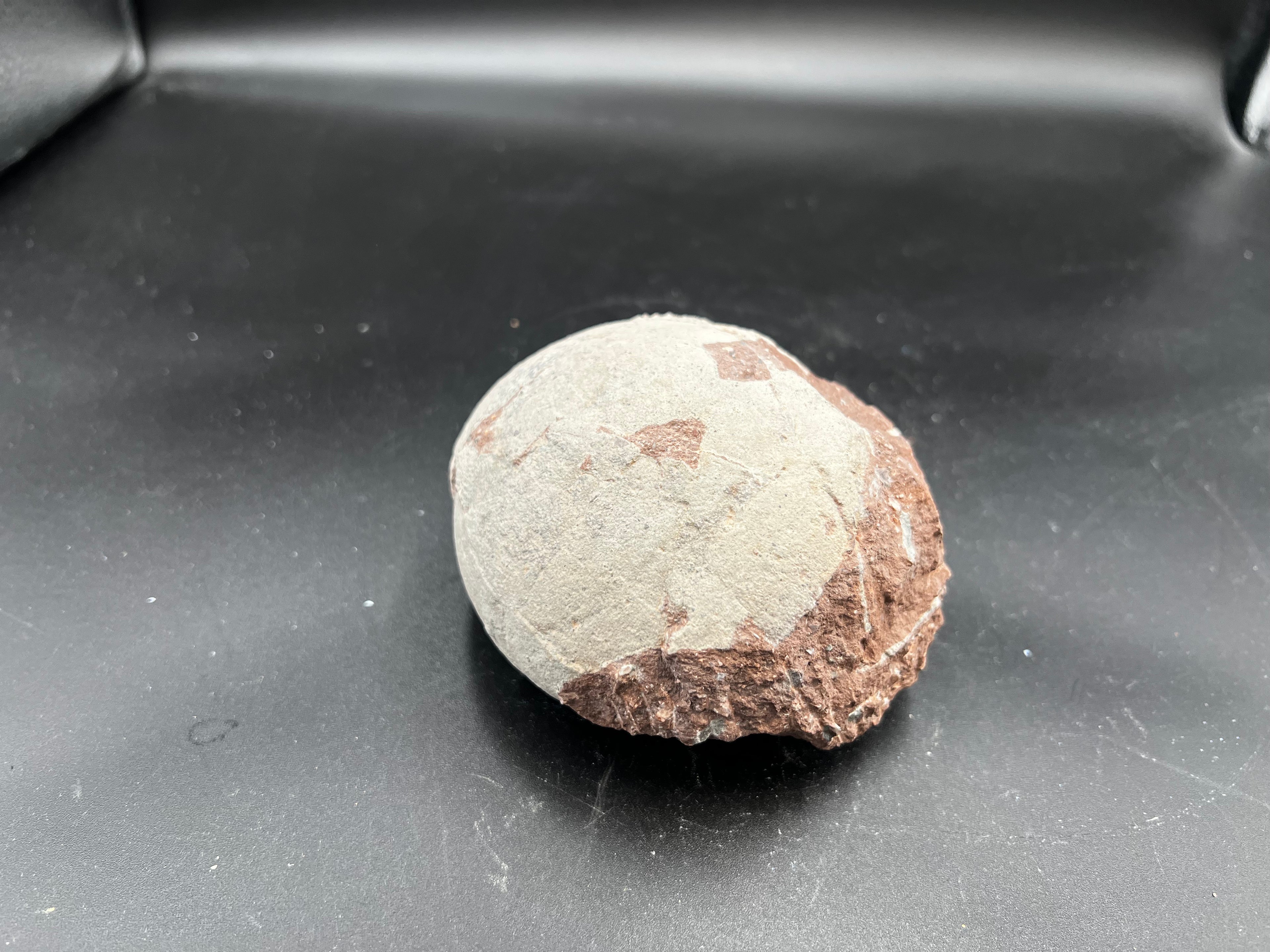 Hadrosaur / Oviraptor Egg Fossil (Single) – Late Cretaceous Dinosaur Relic