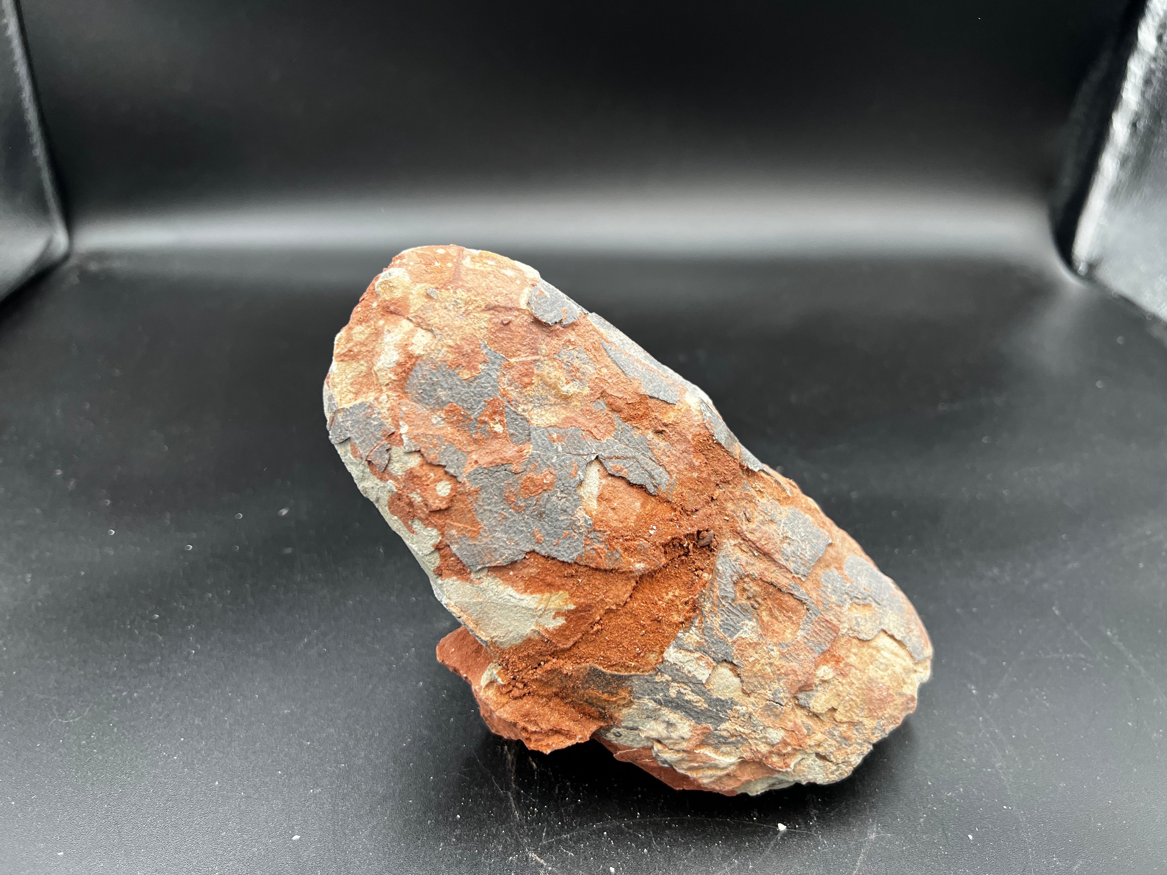 Hadrosaur / Oviraptor Egg Fossil (Single) – Late Cretaceous Dinosaur Relic