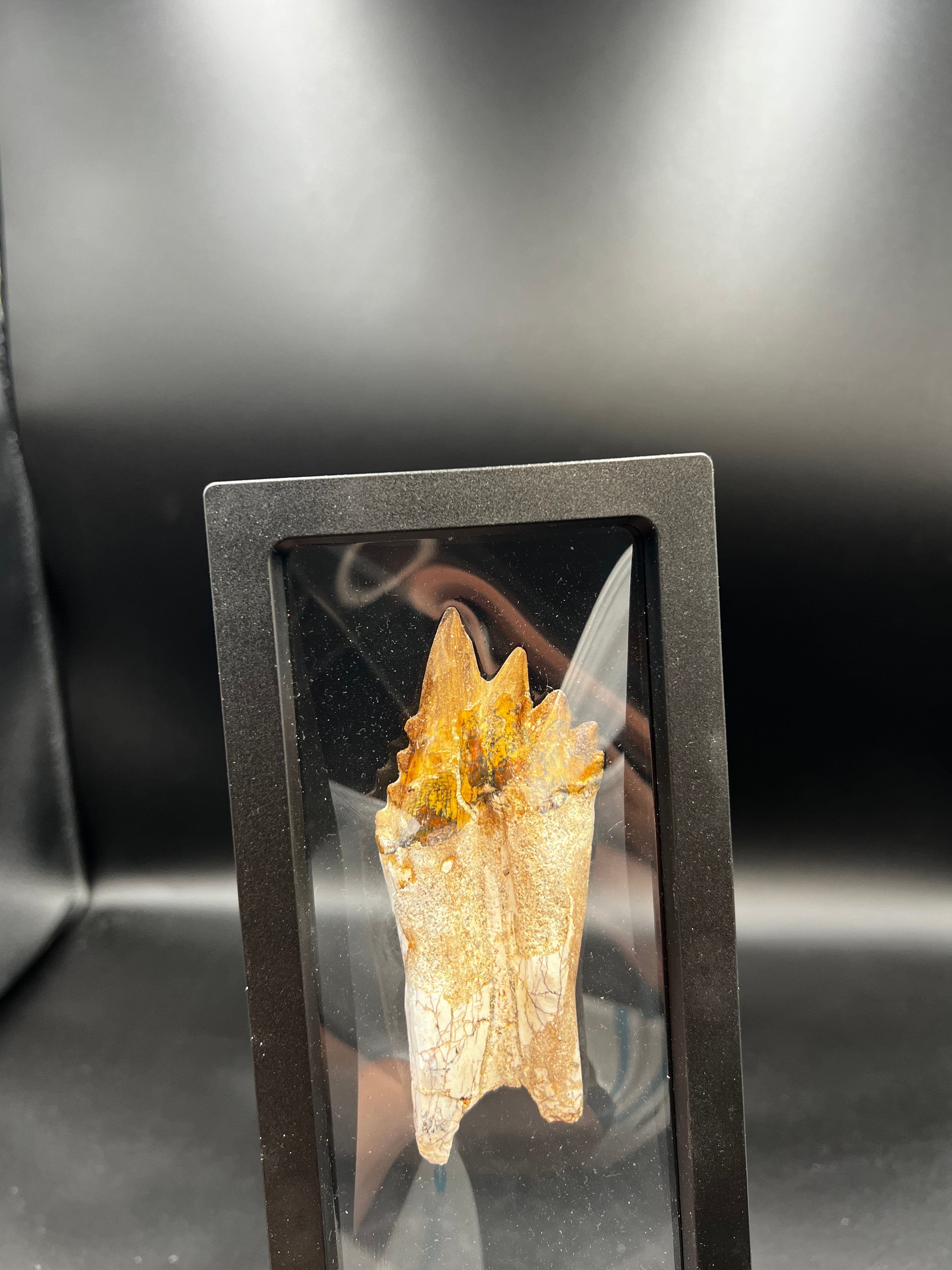 🦷 Basilosaurus Tooth Fossil | Rare Eocene Whale Predator