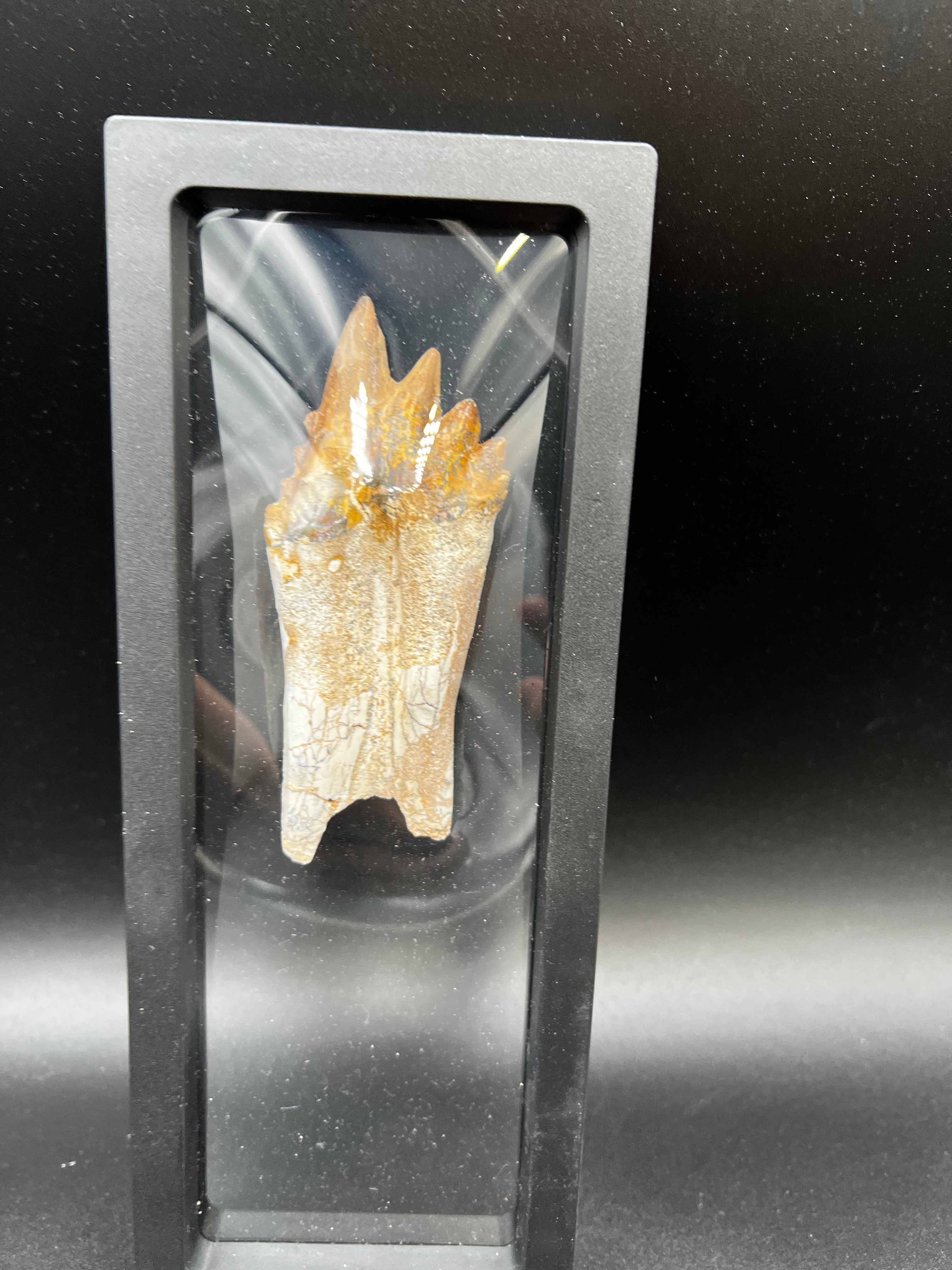 🦷 Basilosaurus Tooth Fossil | Rare Eocene Whale Predator