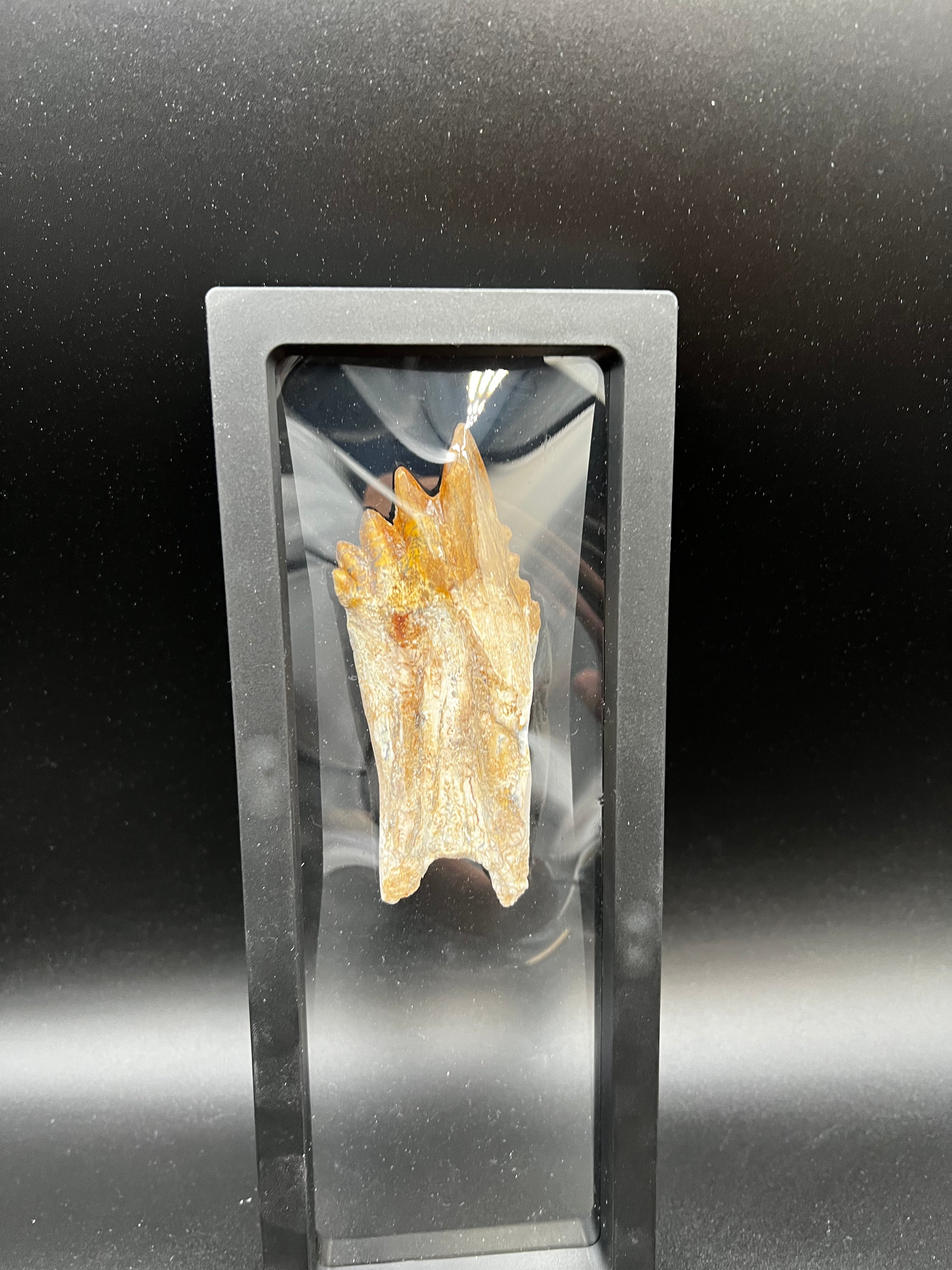🦷 Basilosaurus Tooth Fossil | Rare Eocene Whale Predator