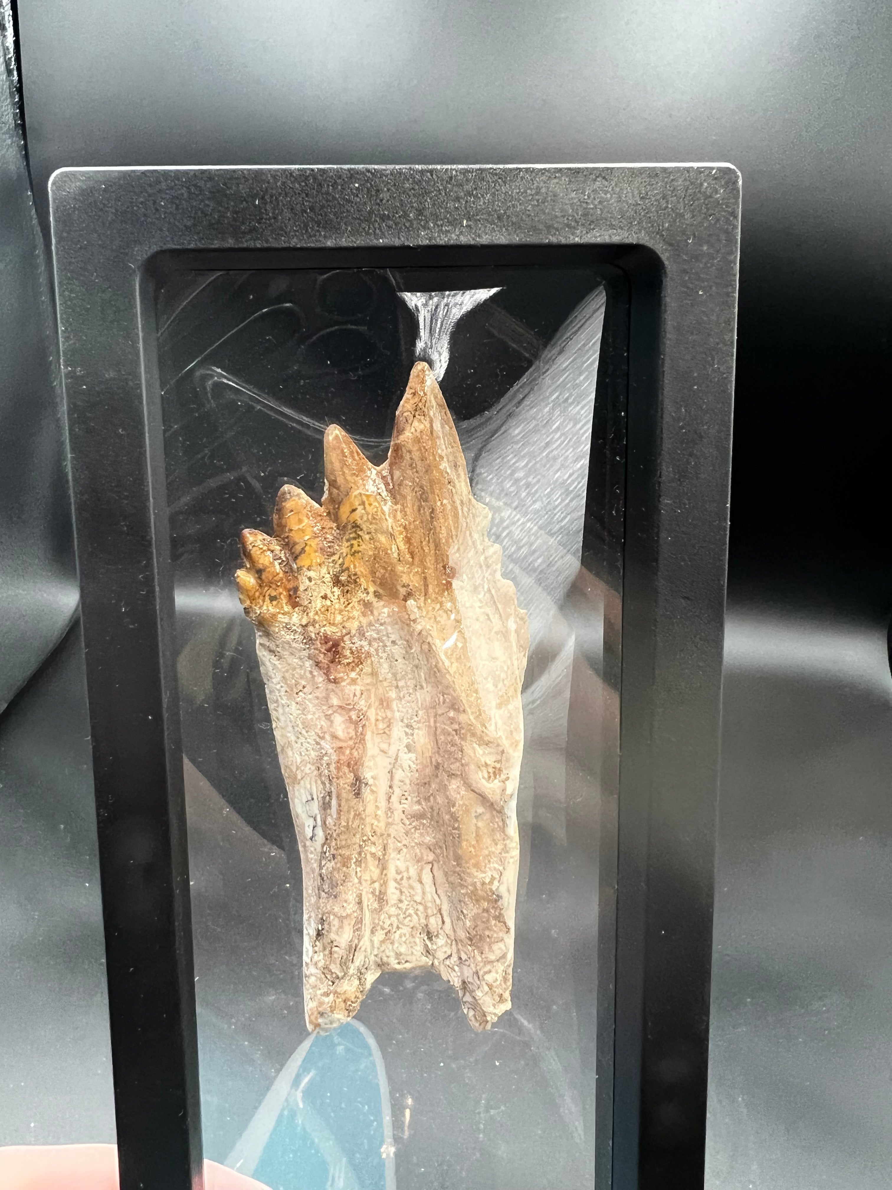 🦷 Basilosaurus Tooth Fossil | Rare Eocene Whale Predator