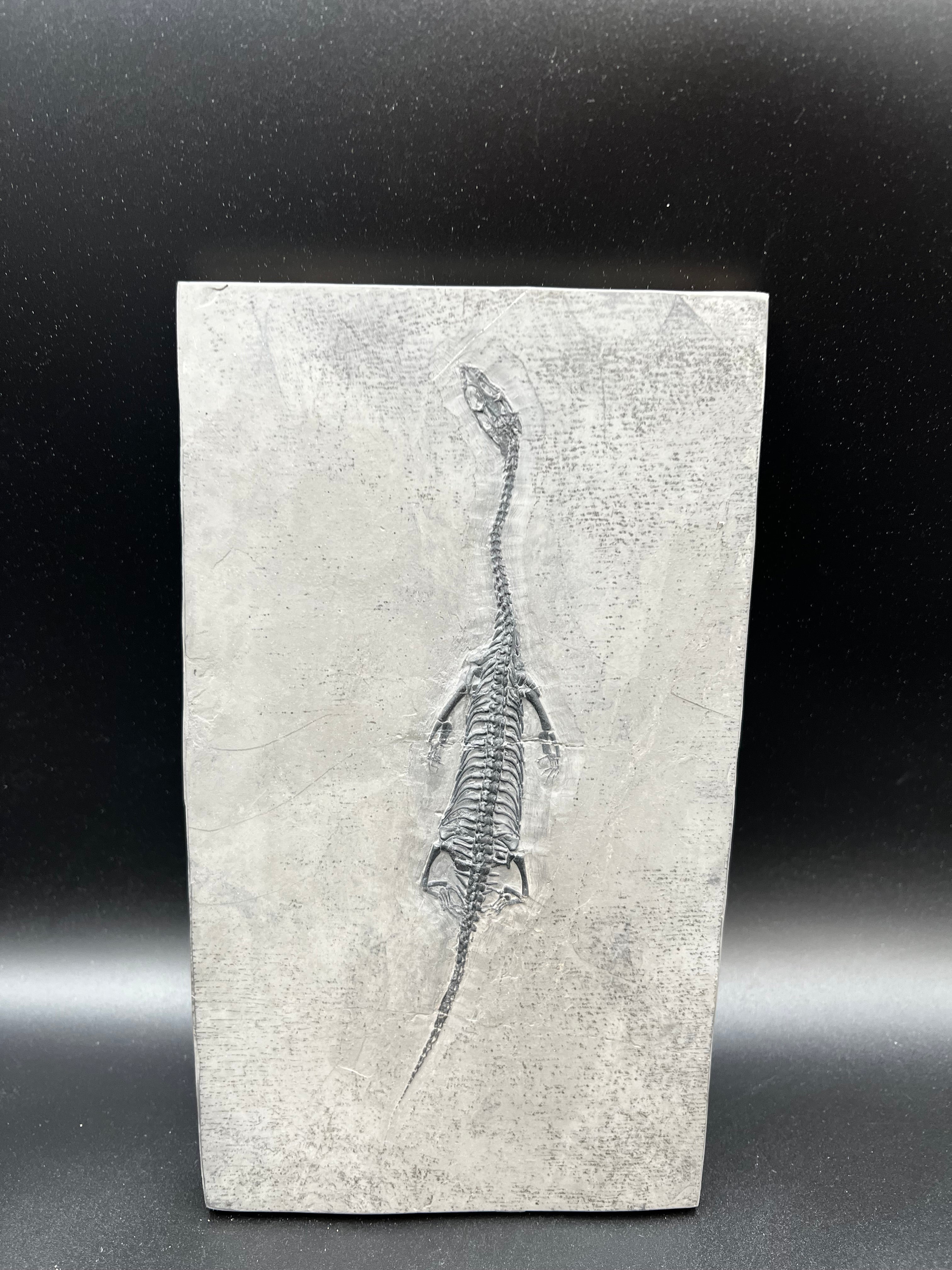 24 CM –Keichousaurus Fossil on Original Matrix