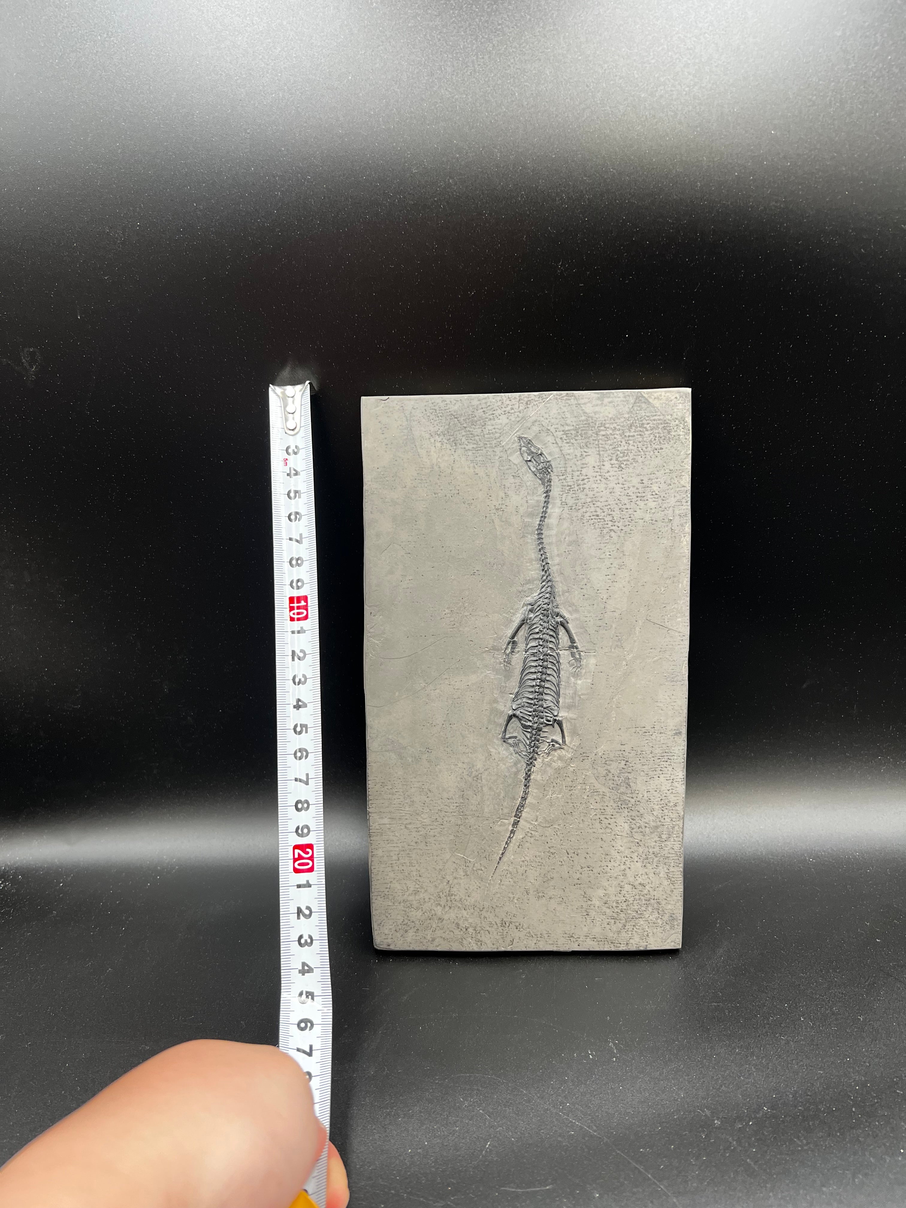 24 CM –Keichousaurus Fossil on Original Matrix