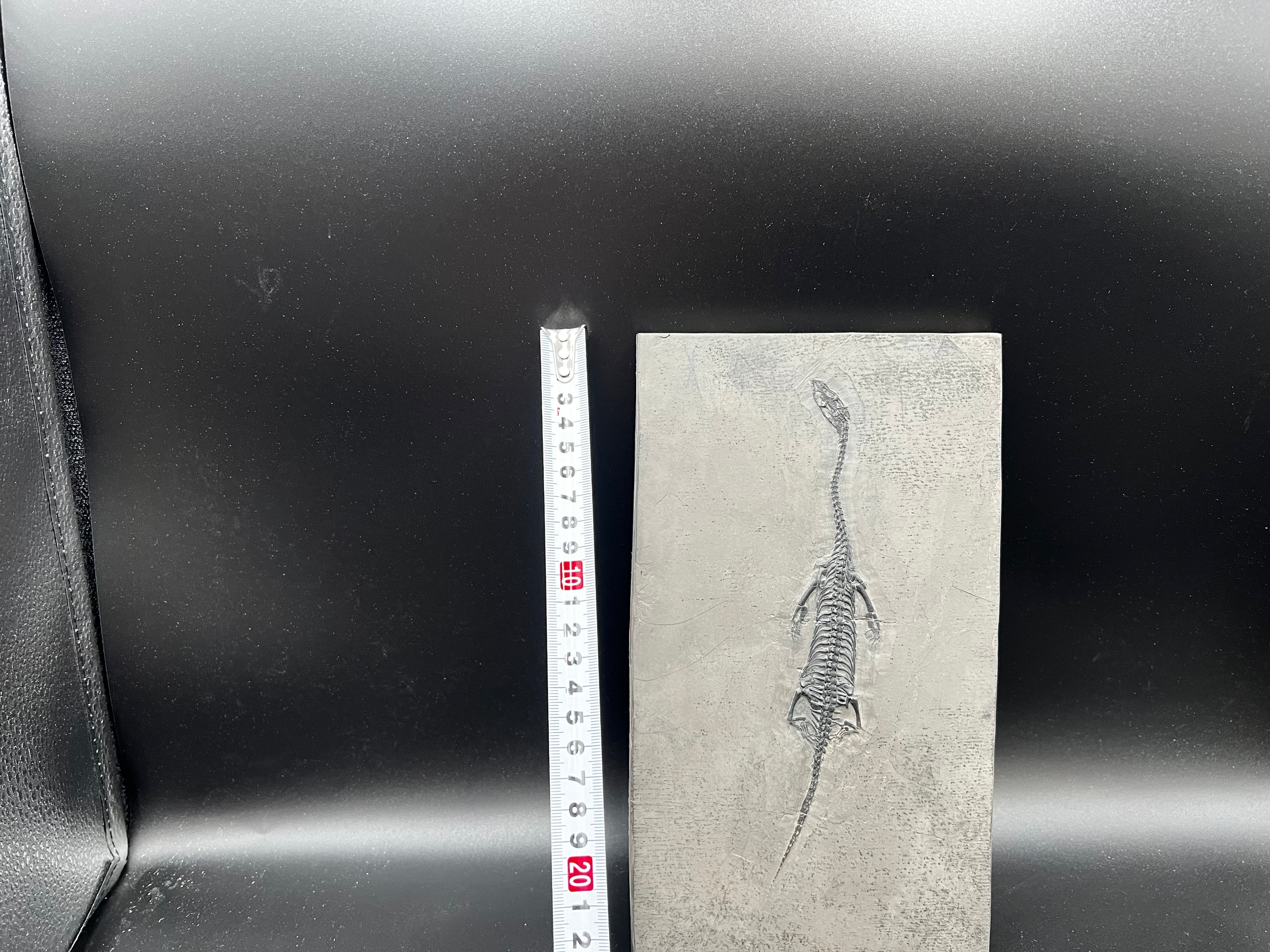 24 CM –Keichousaurus Fossil on Original Matrix
