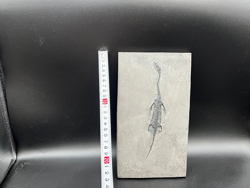 24 CM –Keichousaurus Fossil on Original Matrix