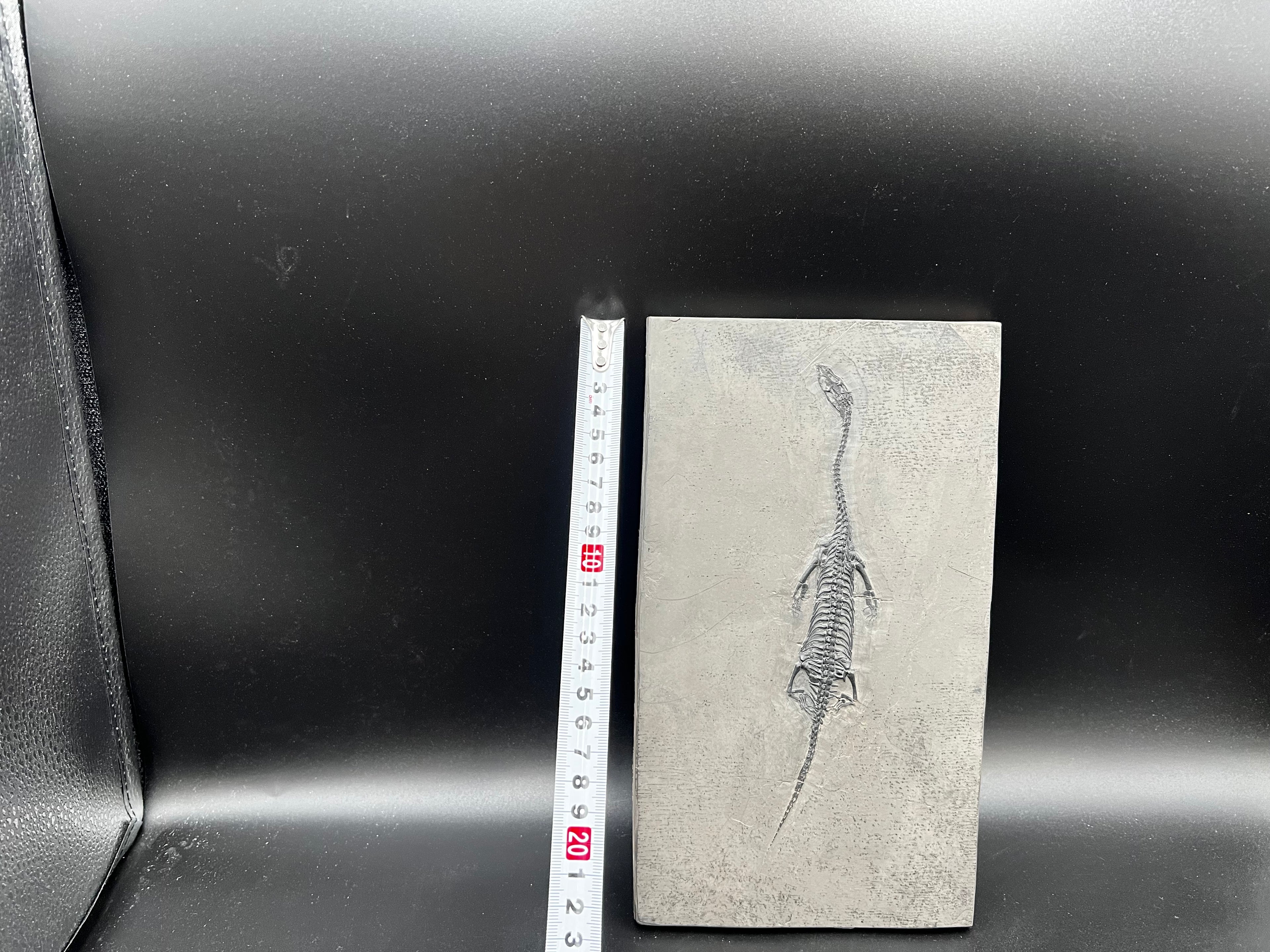 24 CM –Keichousaurus Fossil on Original Matrix