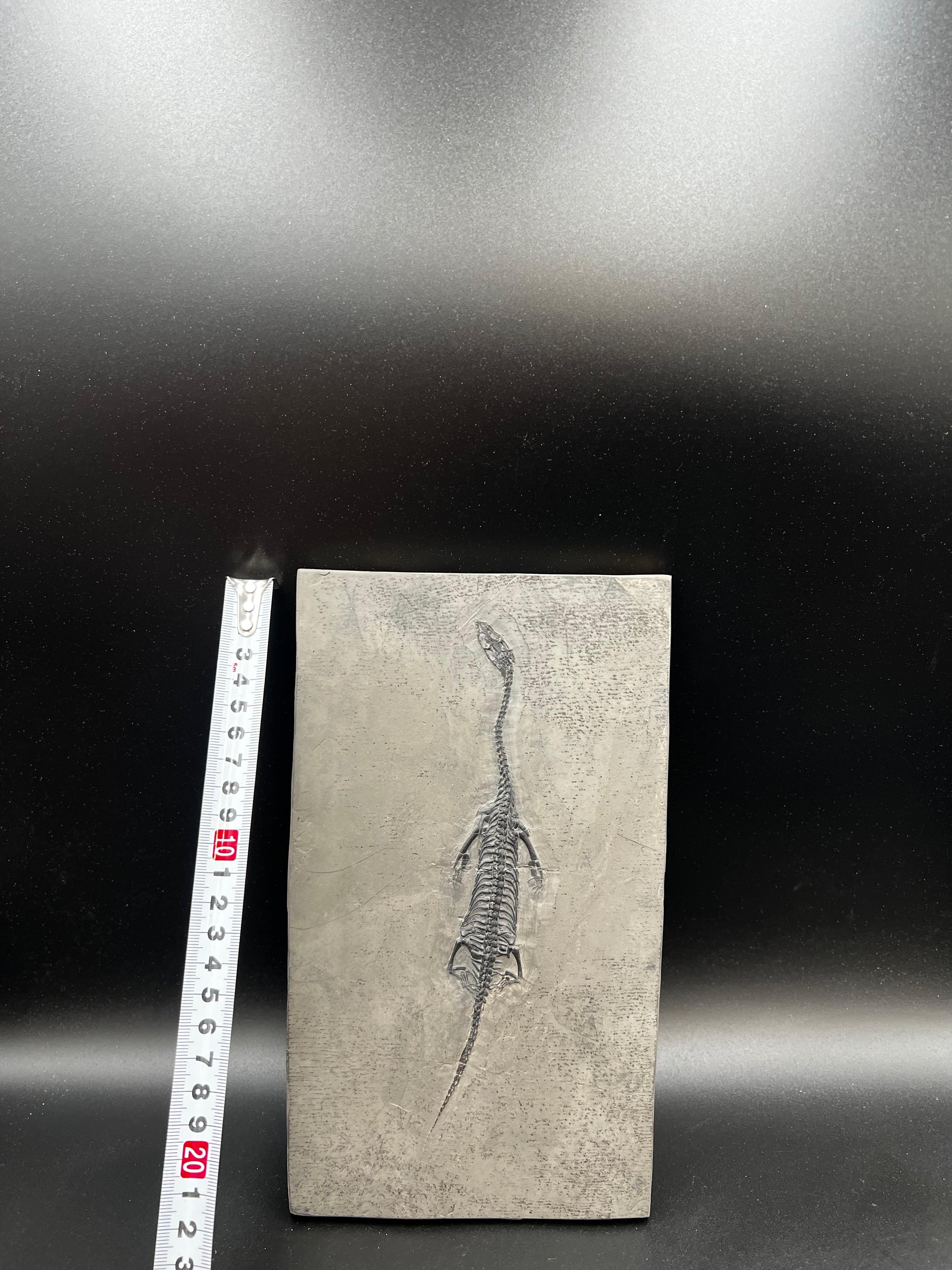 24 CM –Keichousaurus Fossil on Original Matrix