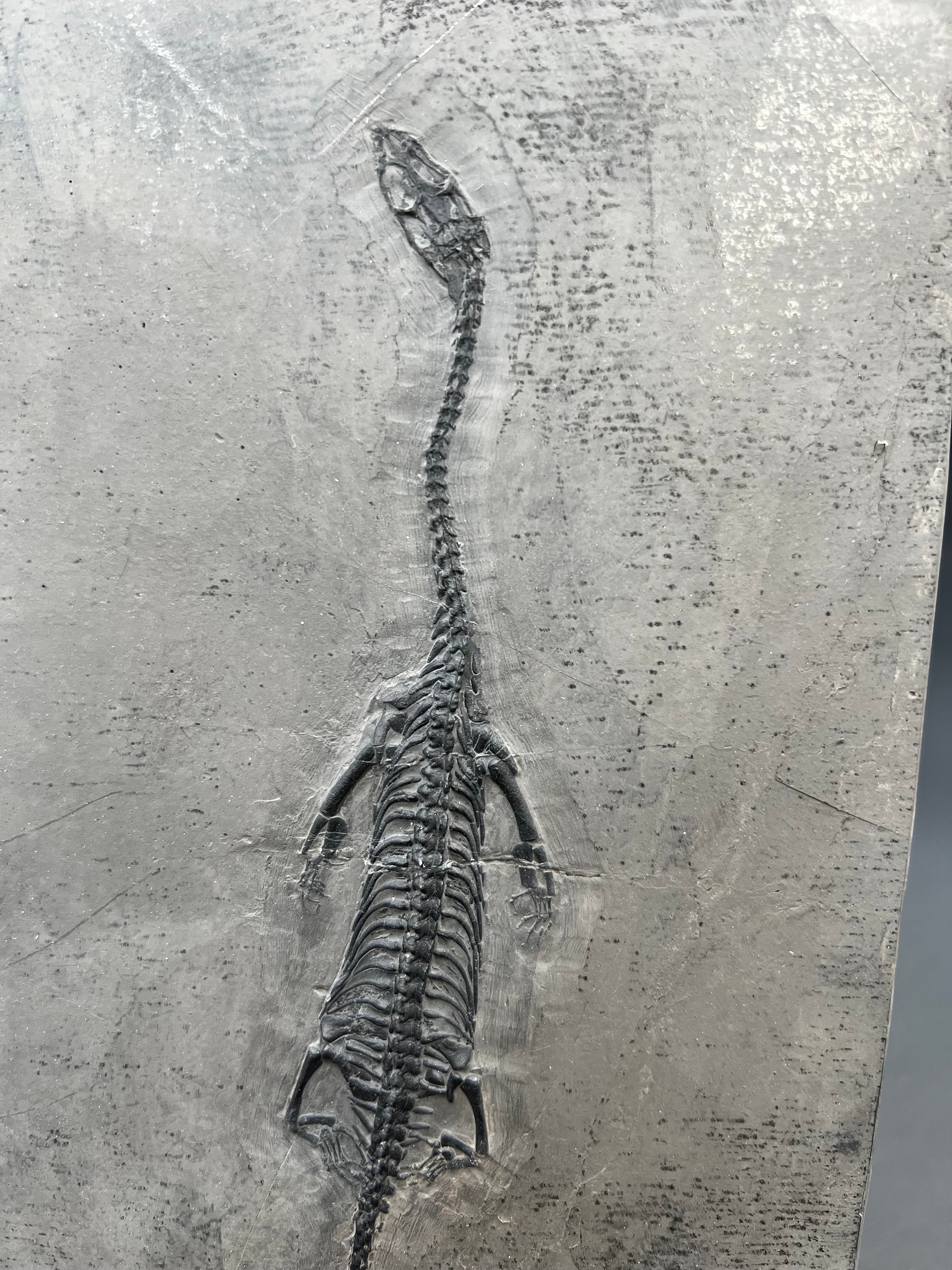 24 CM –Keichousaurus Fossil on Original Matrix