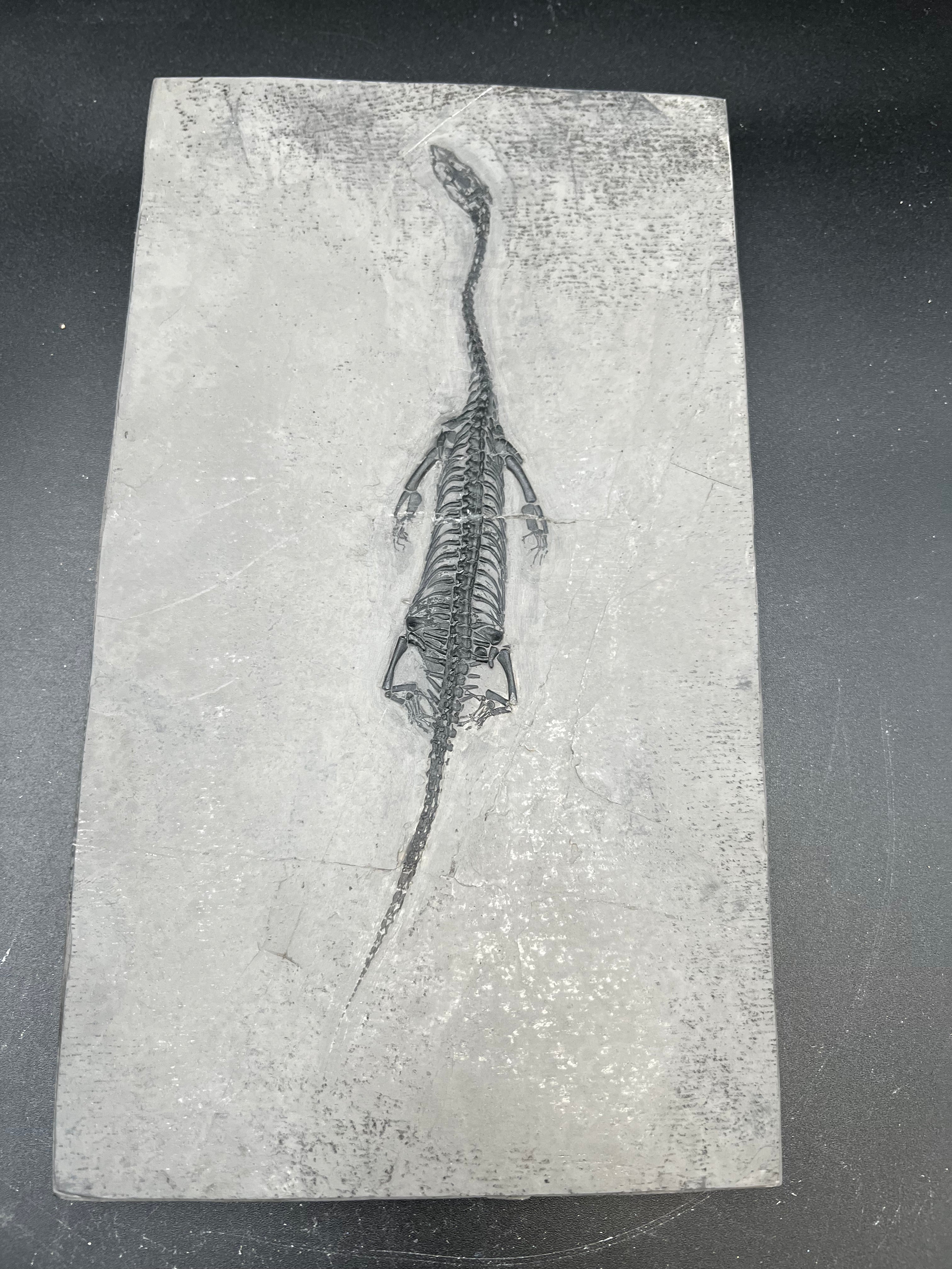 24 CM –Keichousaurus Fossil on Original Matrix