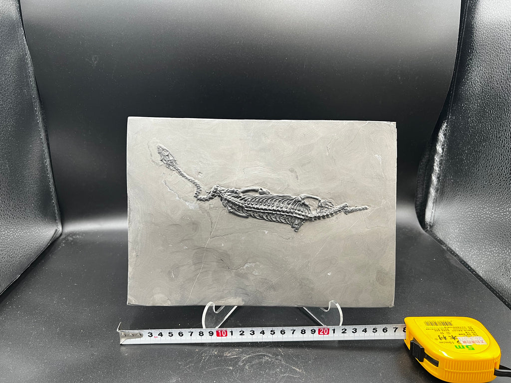 27 CM –Keichousaurus Fossil on Original Matrix