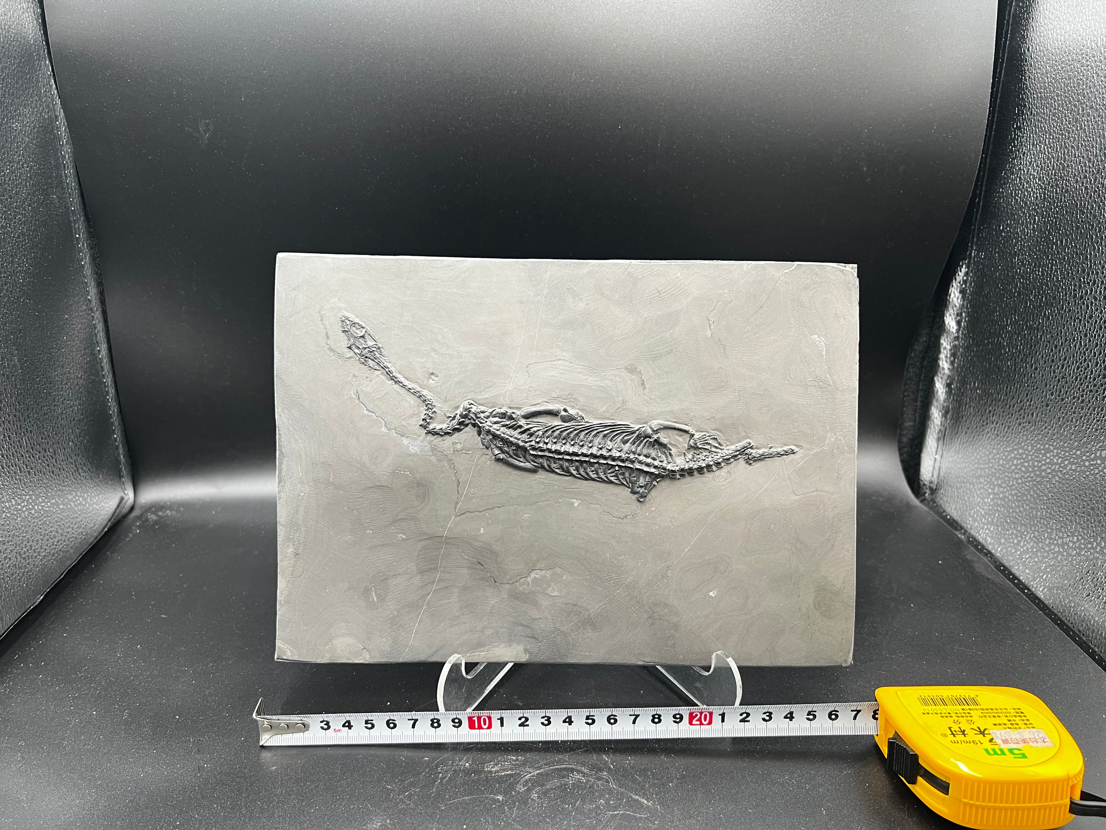 27 CM –Keichousaurus Fossil on Original Matrix