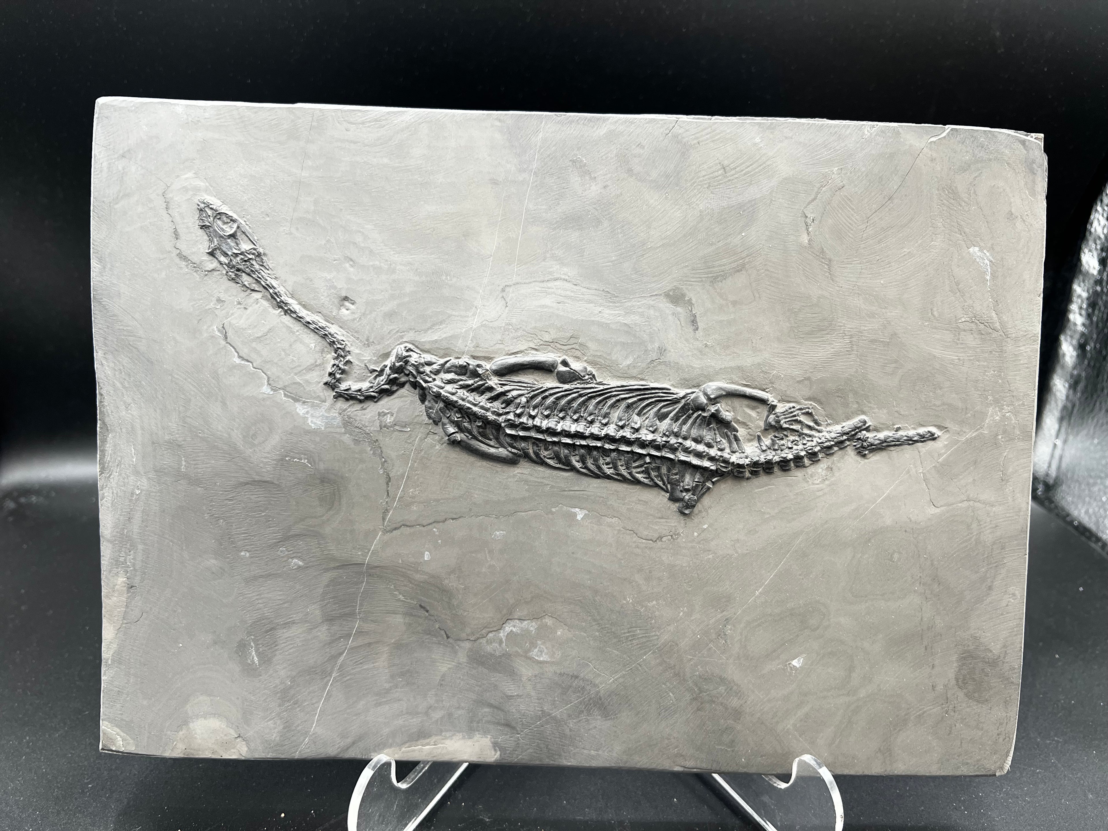 27 CM –Keichousaurus Fossil on Original Matrix