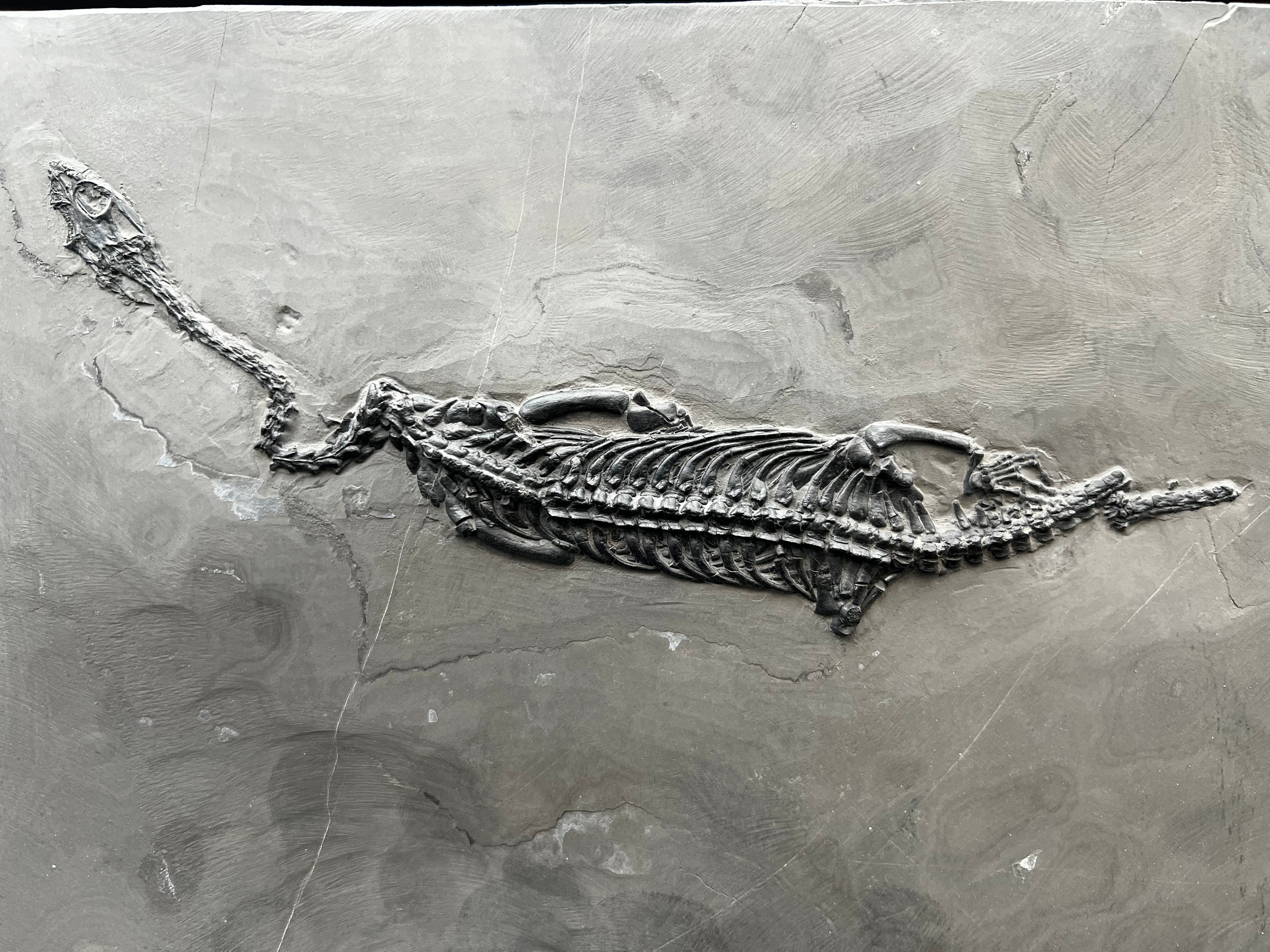 27 CM –Keichousaurus Fossil on Original Matrix