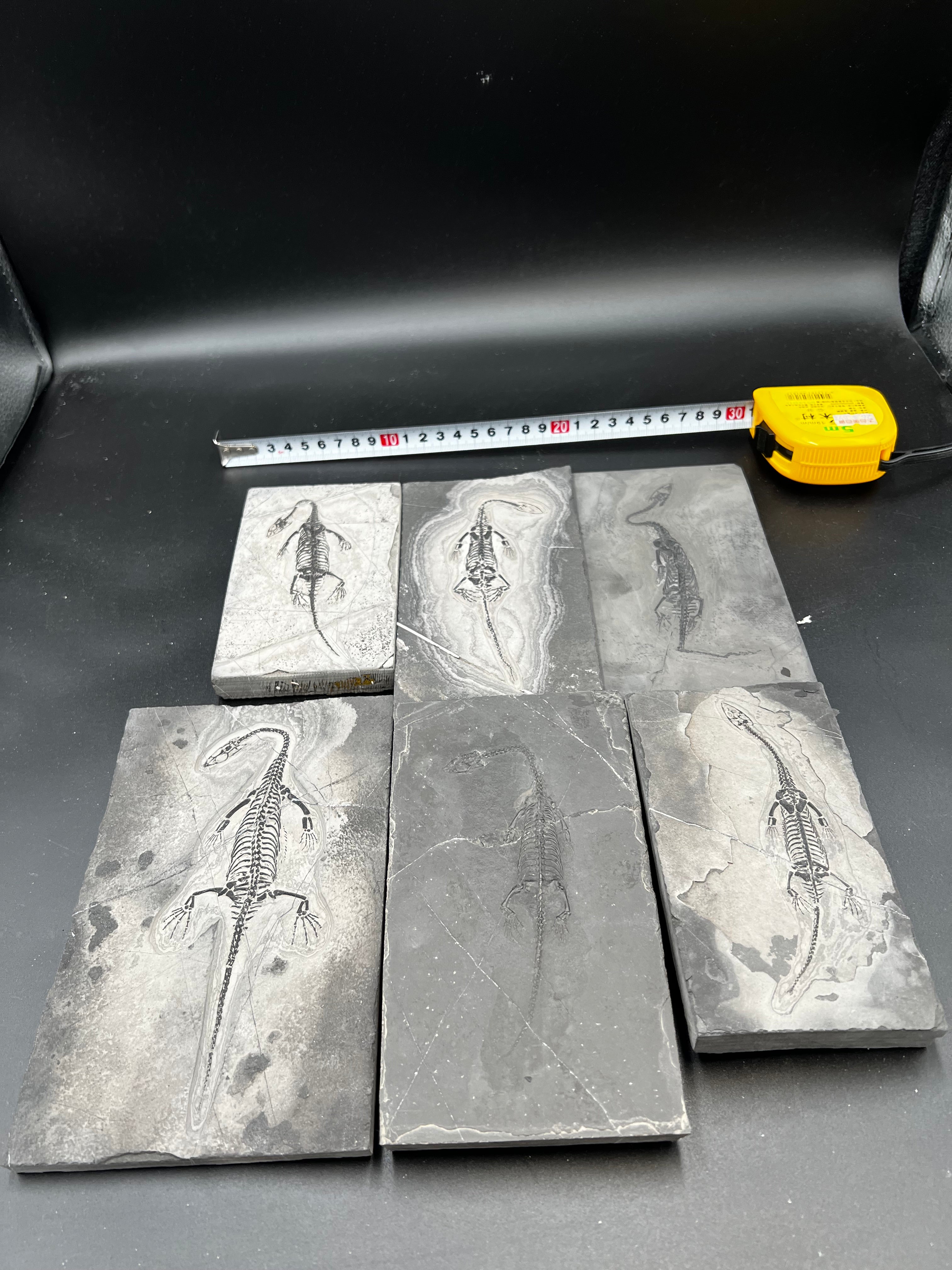 10–18CM – Keichousaurus Fossil |  ALL $330 USD