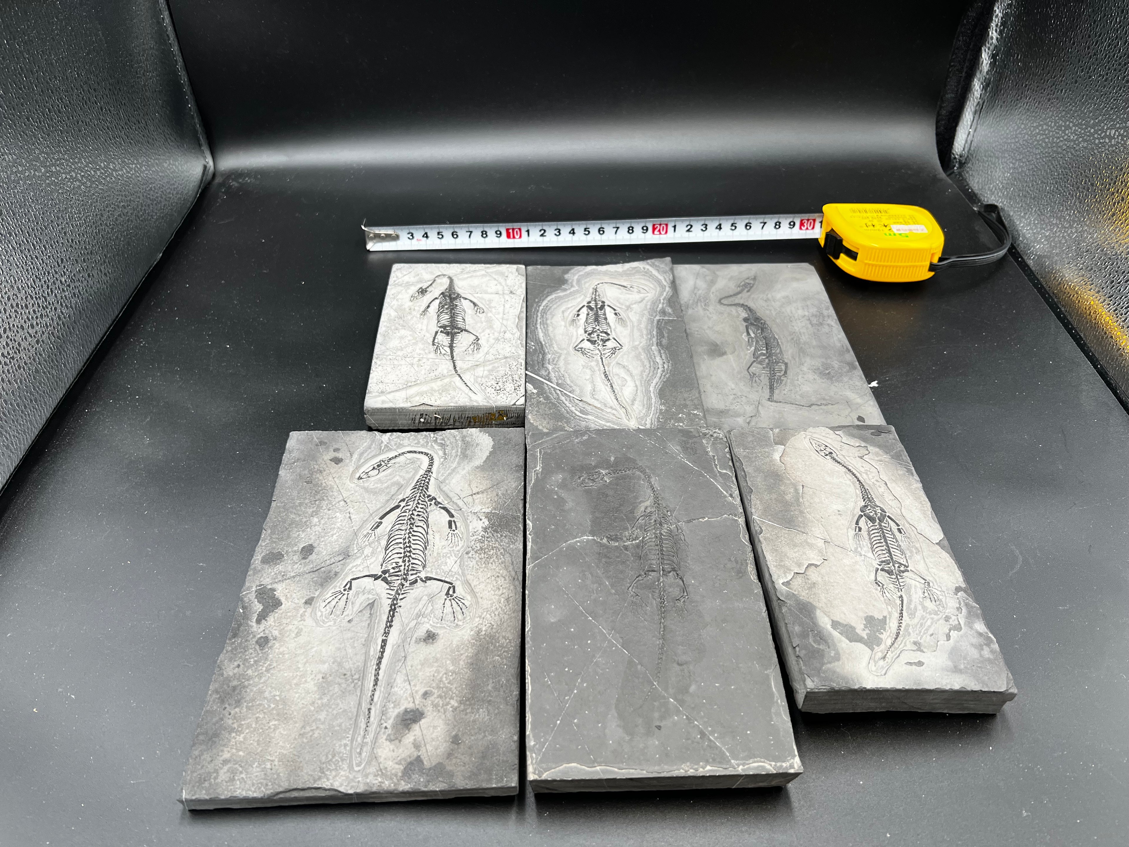 10–18CM – Keichousaurus Fossil |  ALL $330 USD