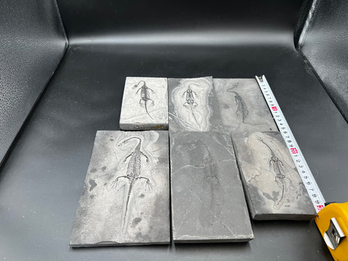 10–18CM – Keichousaurus Fossil |  ALL $330 USD