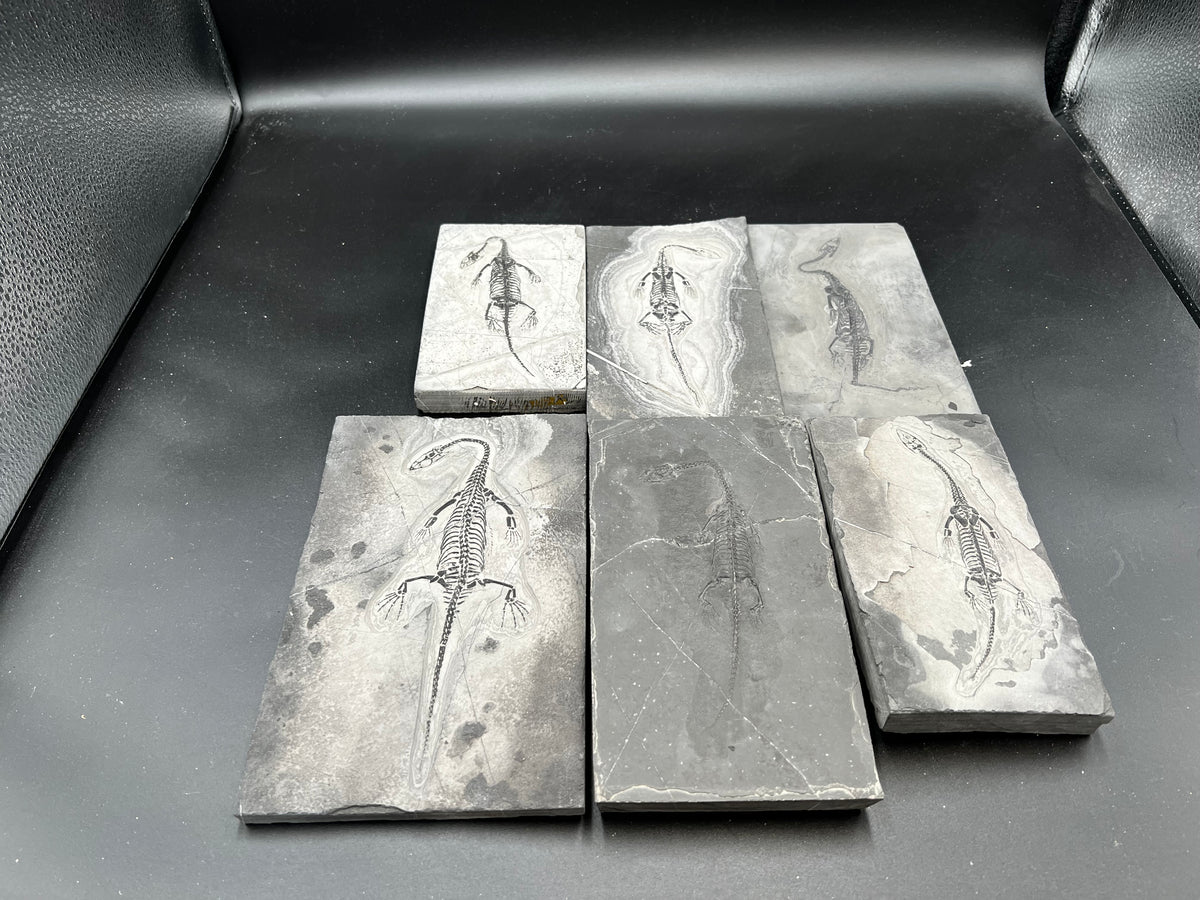 10–18CM – Keichousaurus Fossil |  ALL $330 USD