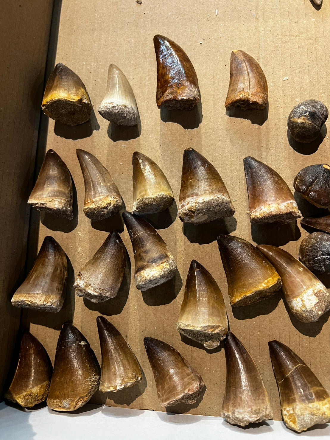 4–6 CM Tooth – $50 USD 🦈 Mosasaurus Tooth Fossil – Apex Predator of the Cretaceous Seas