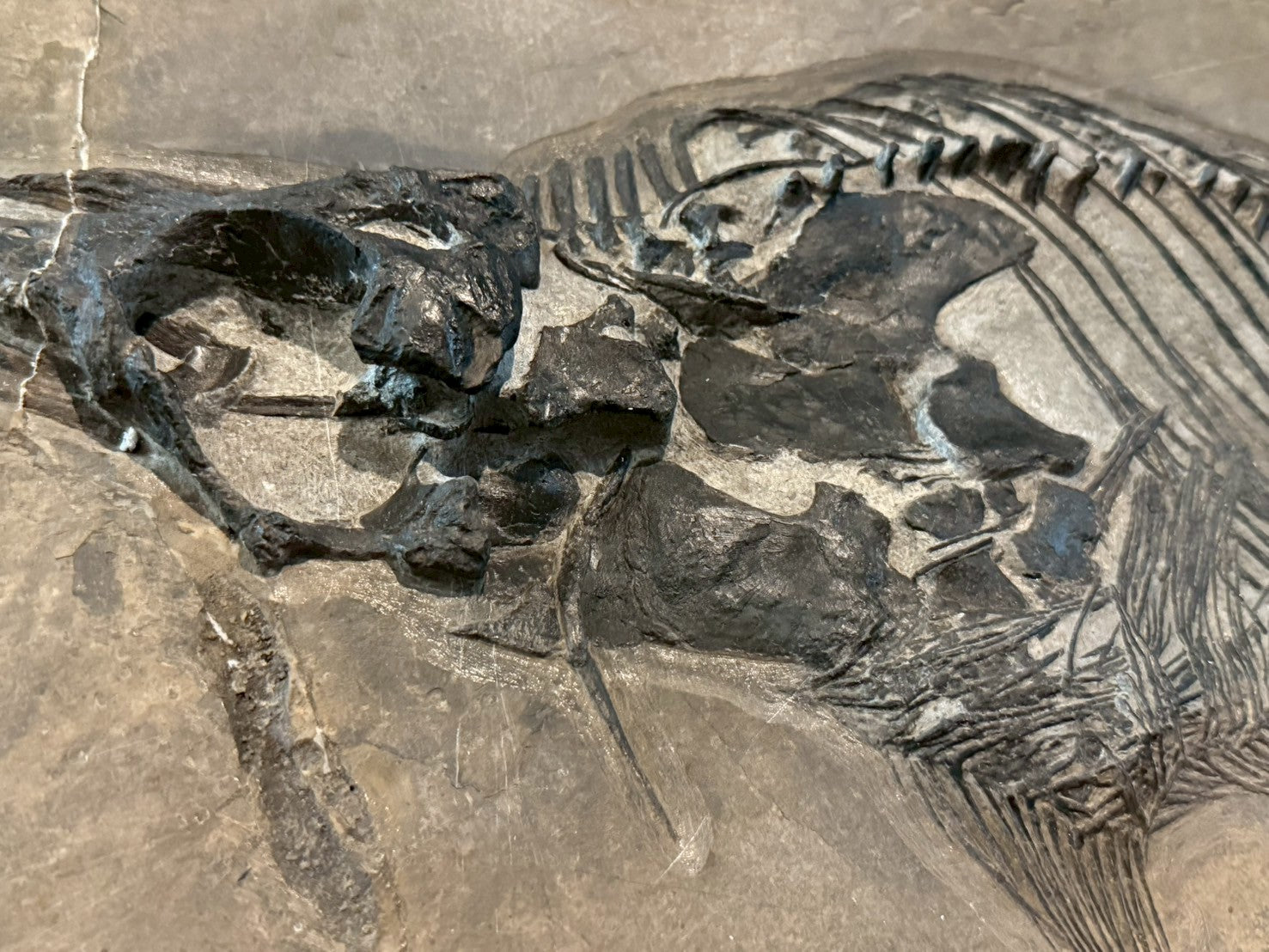 109 CM - Mixosaurus Fossil | Complete Triassic Marine Reptile