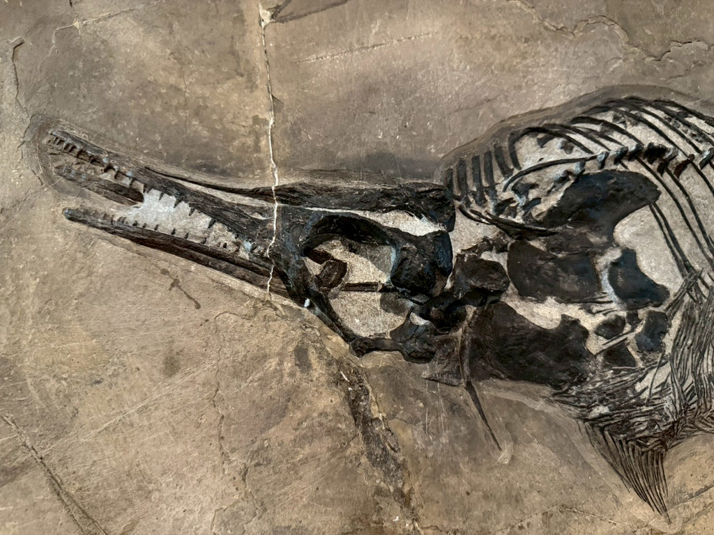 109 CM - Mixosaurus Fossil | Complete Triassic Marine Reptile