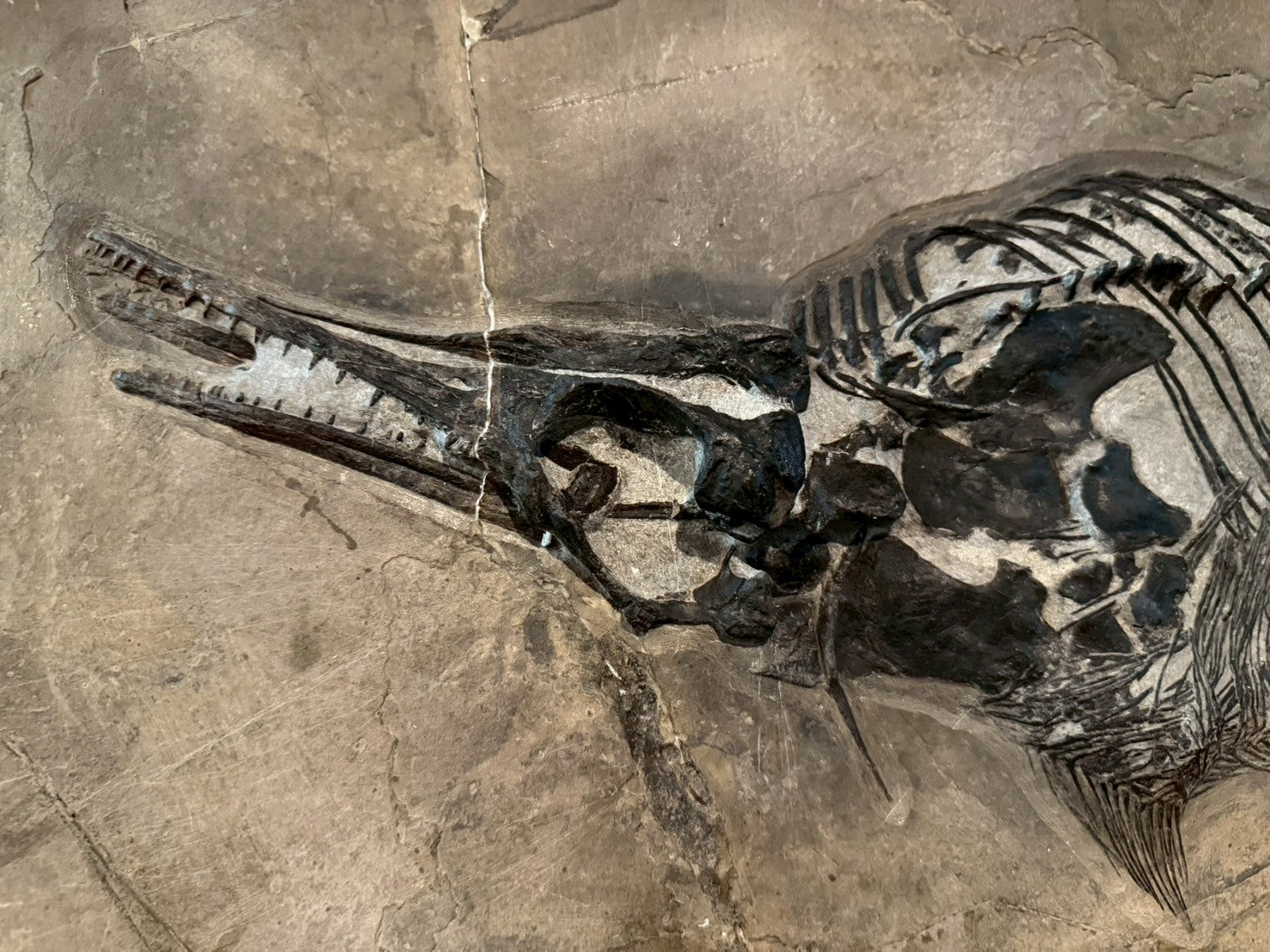 109 CM - Mixosaurus Fossil | Complete Triassic Marine Reptile