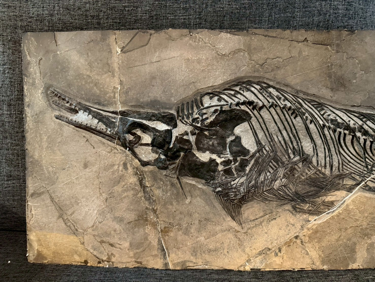 109 CM - Mixosaurus Fossil | Complete Triassic Marine Reptile