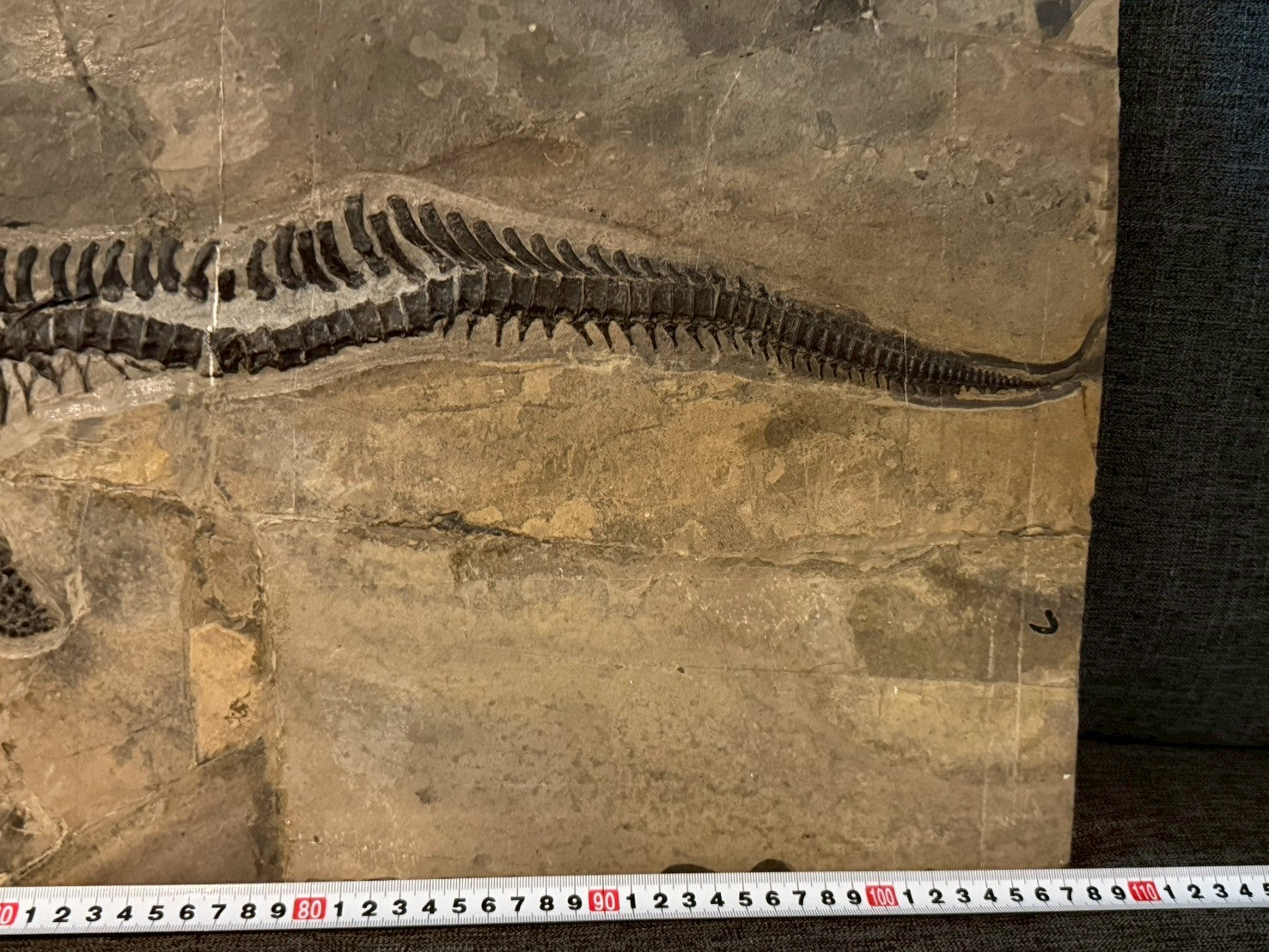 109 CM - Mixosaurus Fossil | Complete Triassic Marine Reptile