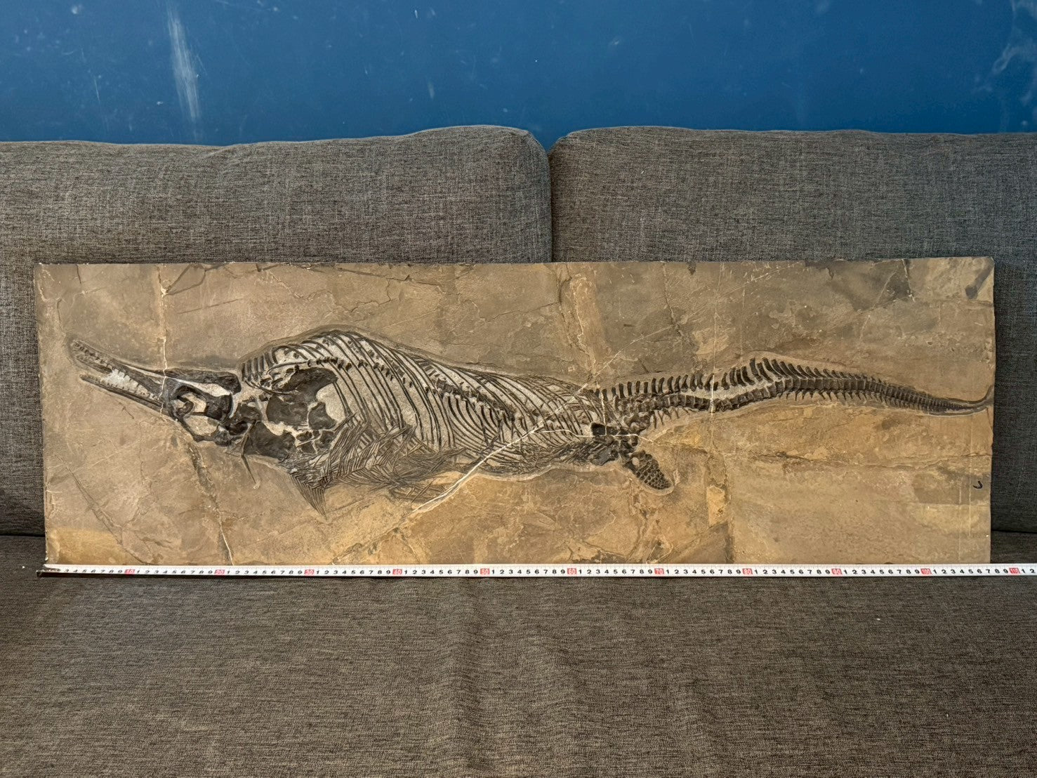 109 CM - Mixosaurus Fossil | Complete Triassic Marine Reptile