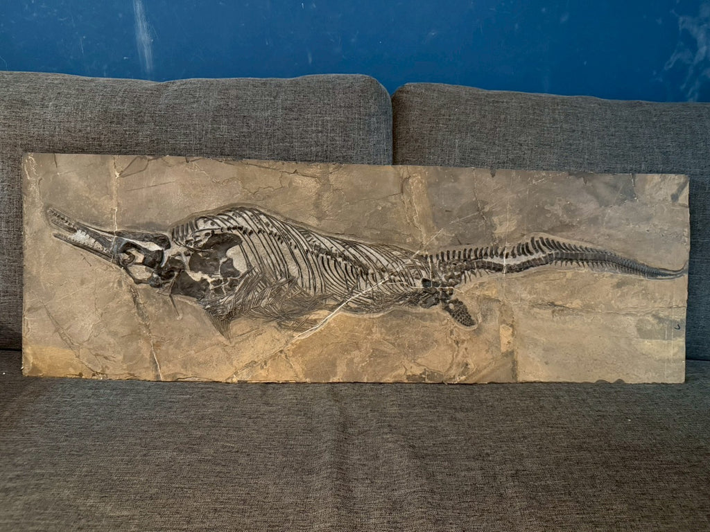 109 CM - Mixosaurus Fossil | Complete Triassic Marine Reptile