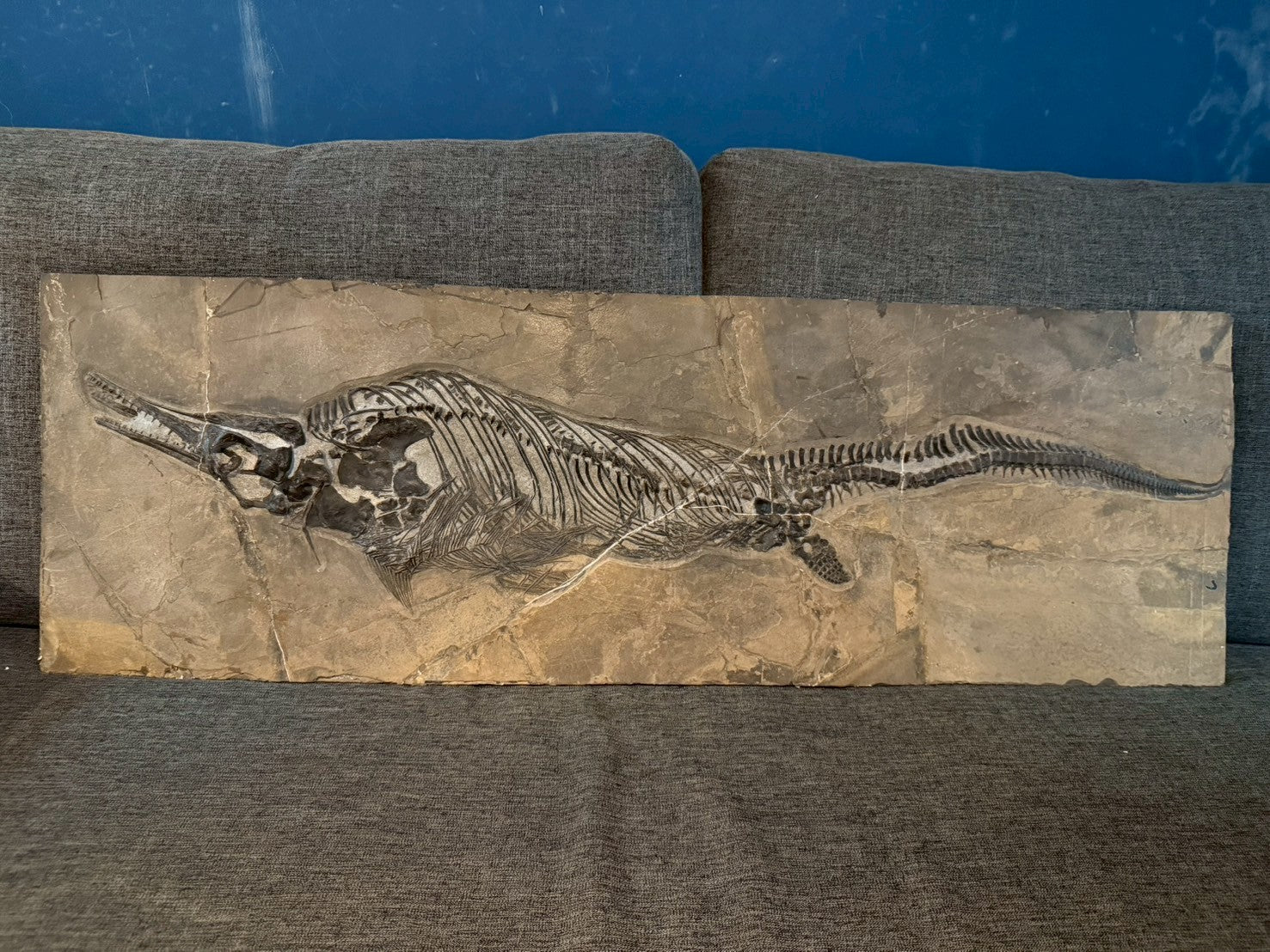 109 CM - Mixosaurus Fossil | Complete Triassic Marine Reptile