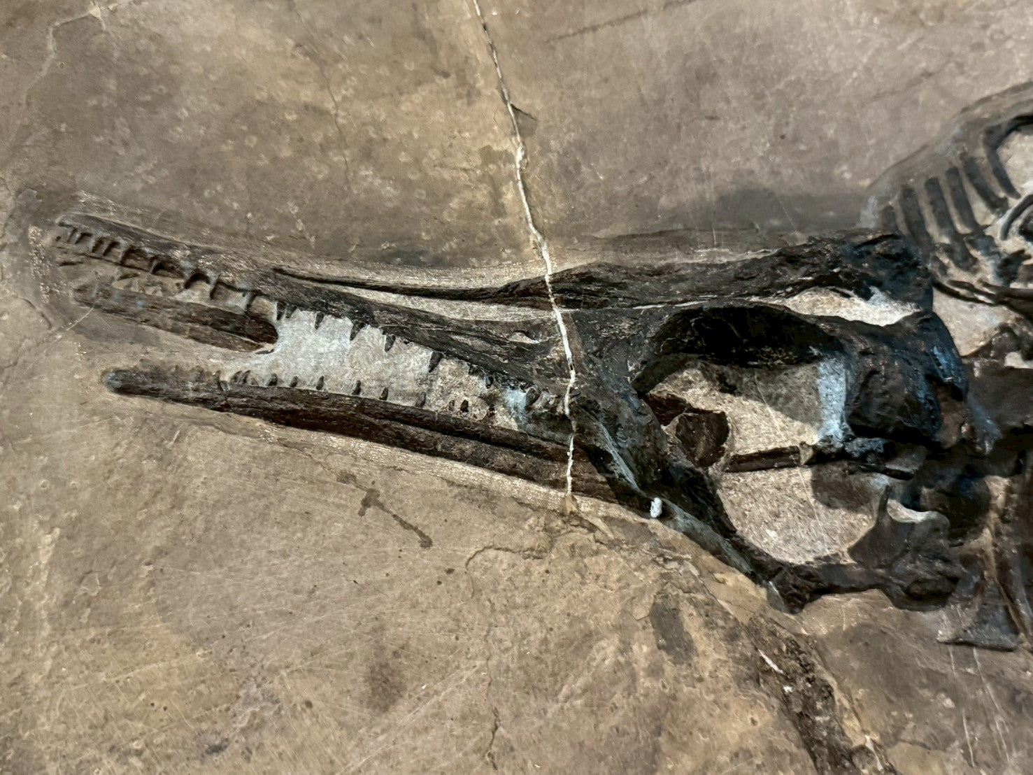 109 CM - Mixosaurus Fossil | Complete Triassic Marine Reptile