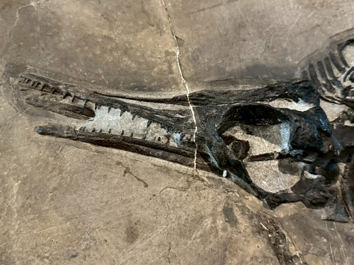 109 CM - Mixosaurus Fossil | Complete Triassic Marine Reptile