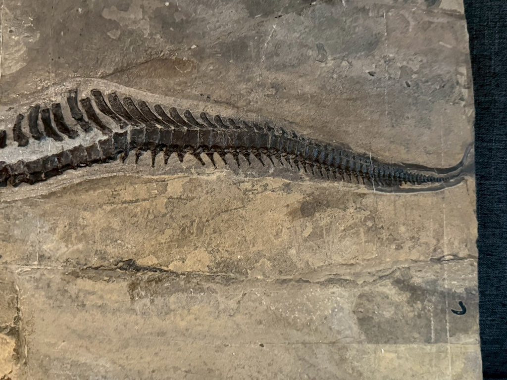 109 CM - Mixosaurus Fossil | Complete Triassic Marine Reptile