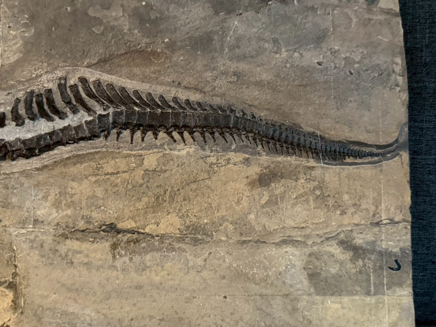 109 CM - Mixosaurus Fossil | Complete Triassic Marine Reptile