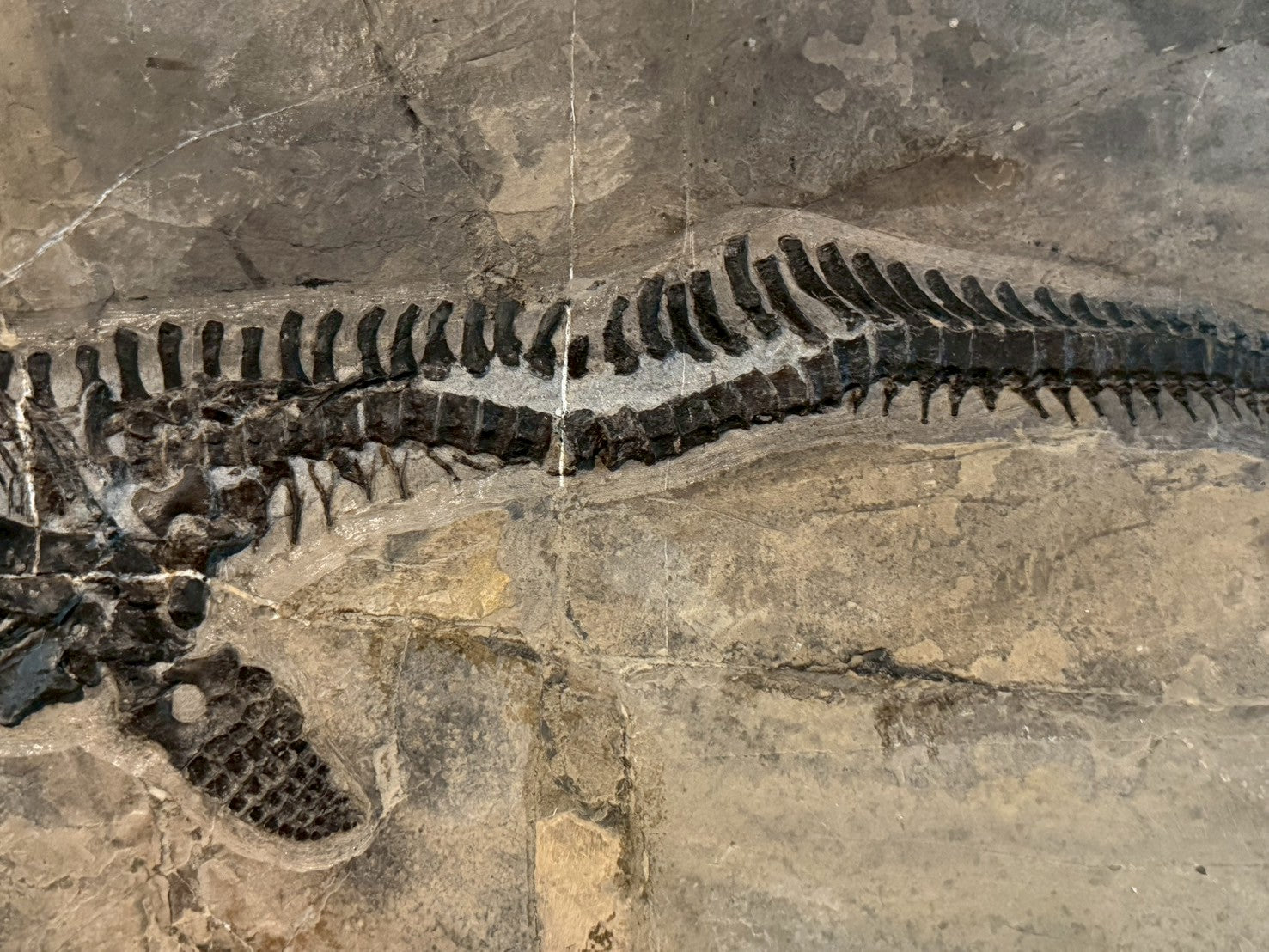 109 CM - Mixosaurus Fossil | Complete Triassic Marine Reptile