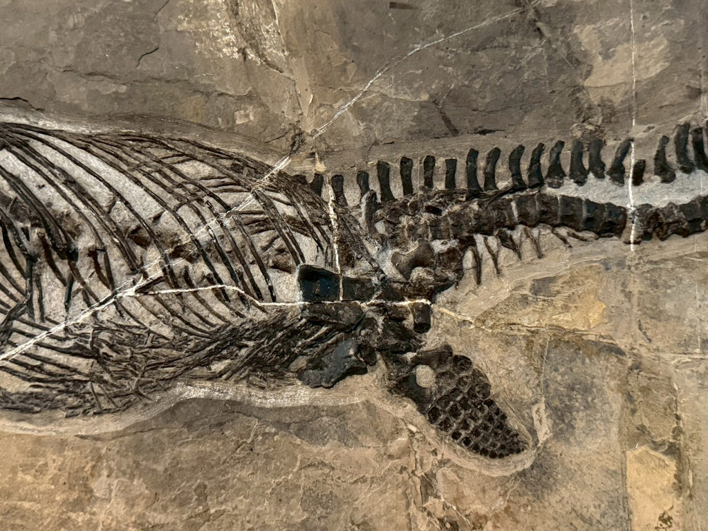 109 CM - Mixosaurus Fossil | Complete Triassic Marine Reptile