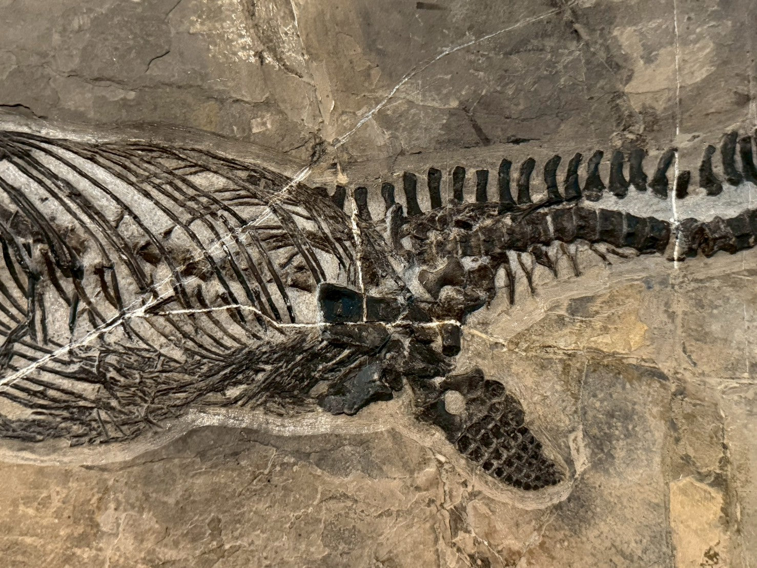 109 CM - Mixosaurus Fossil | Complete Triassic Marine Reptile