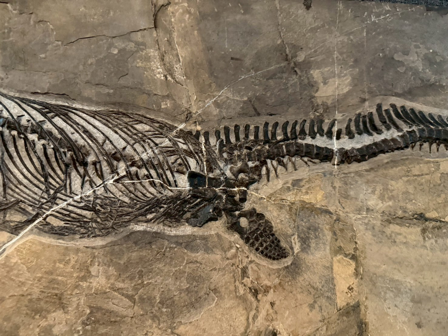 109 CM - Mixosaurus Fossil | Complete Triassic Marine Reptile