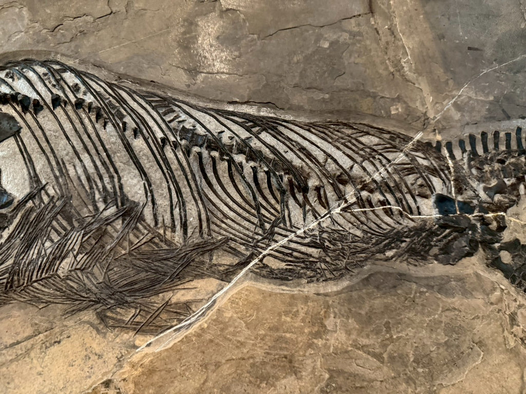 109 CM - Mixosaurus Fossil | Complete Triassic Marine Reptile