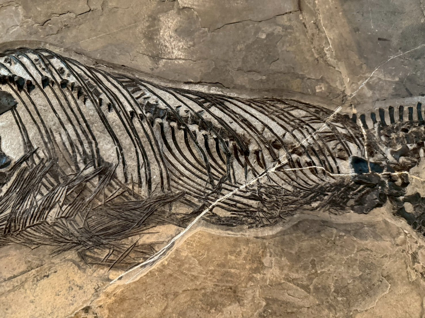 109 CM - Mixosaurus Fossil | Complete Triassic Marine Reptile